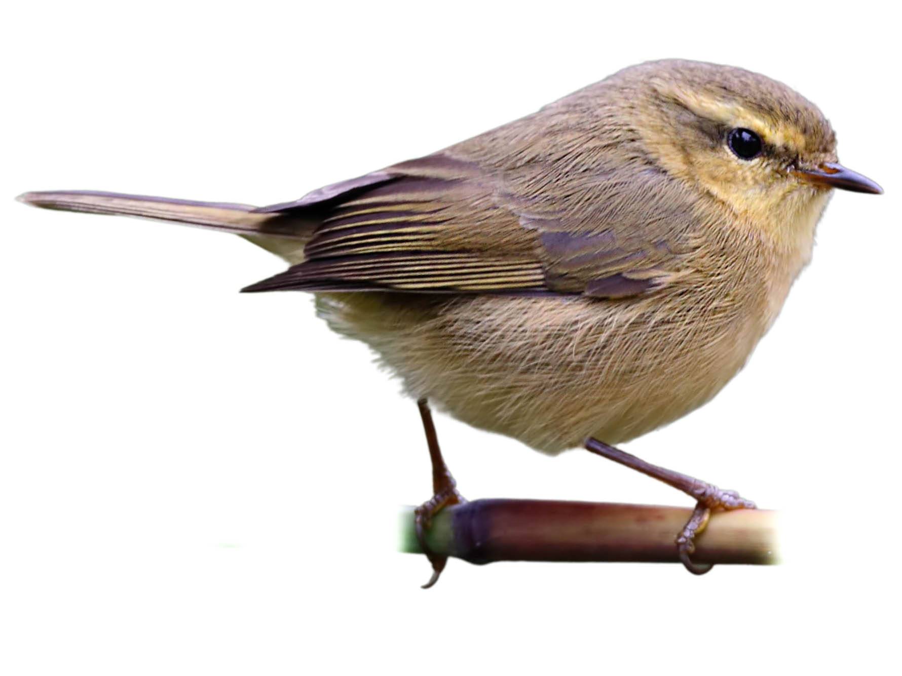 A photo of a Buff-throated Warbler (Phylloscopus subaffinis)