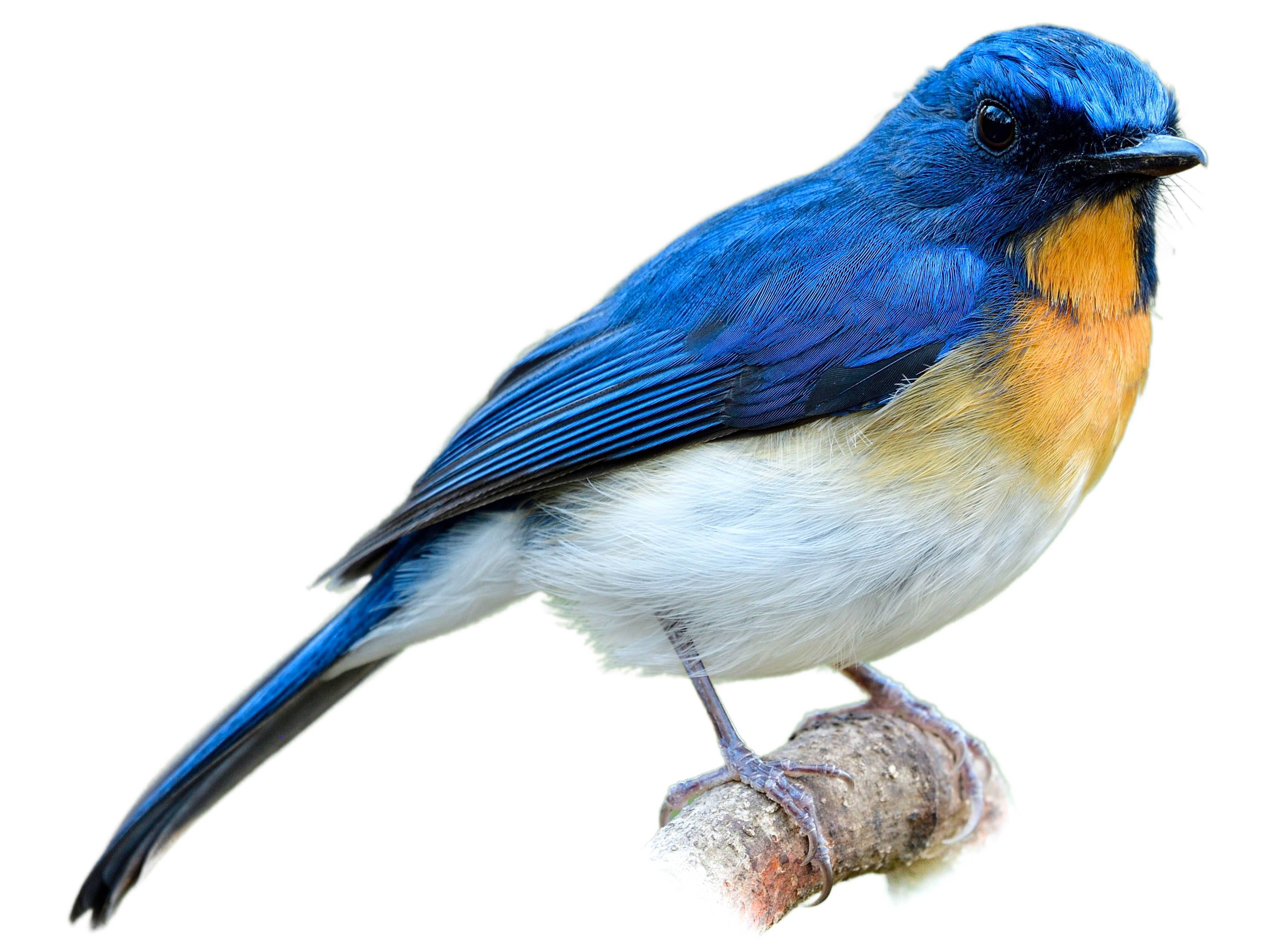 A photo of a Tickell's Blue Flycatcher (Cyornis tickelliae)