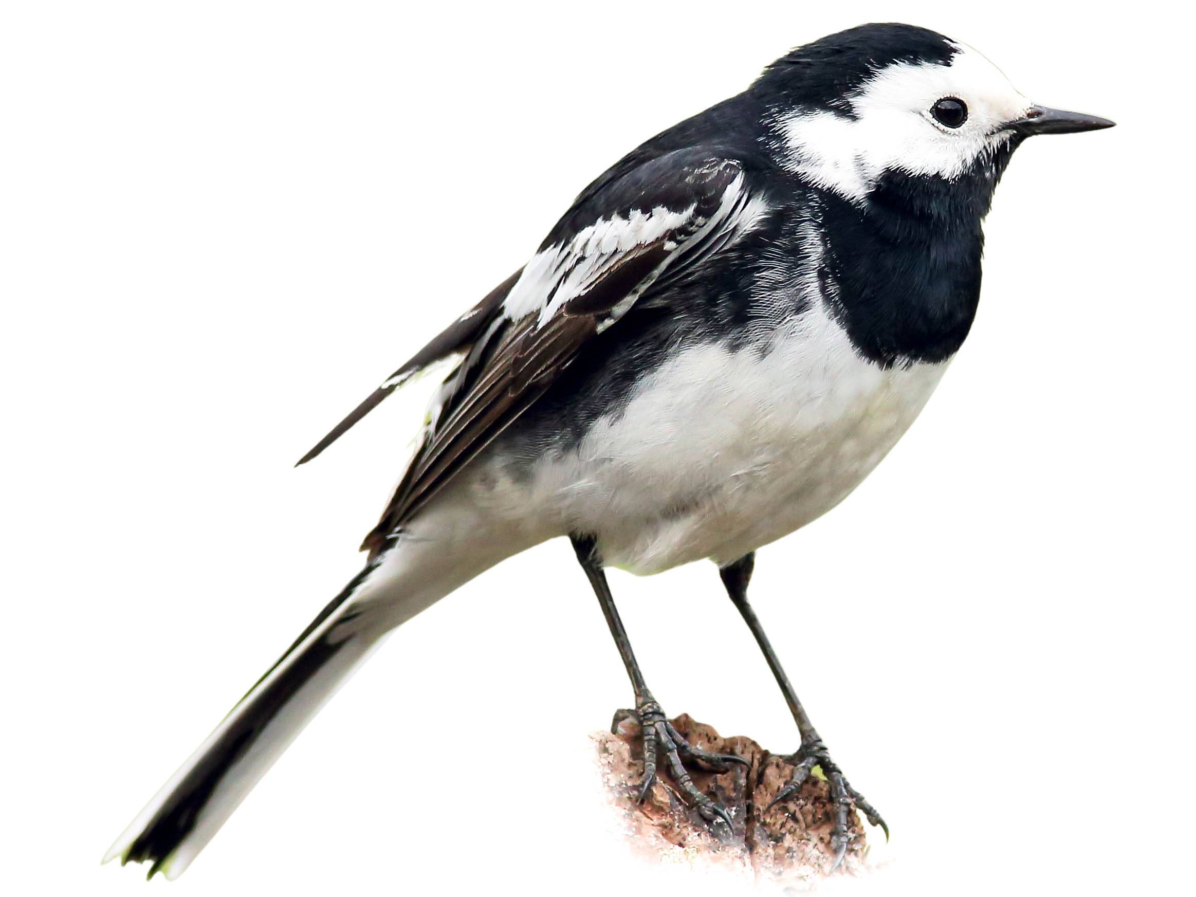 A photo of a White Wagtail (Motacilla alba), male