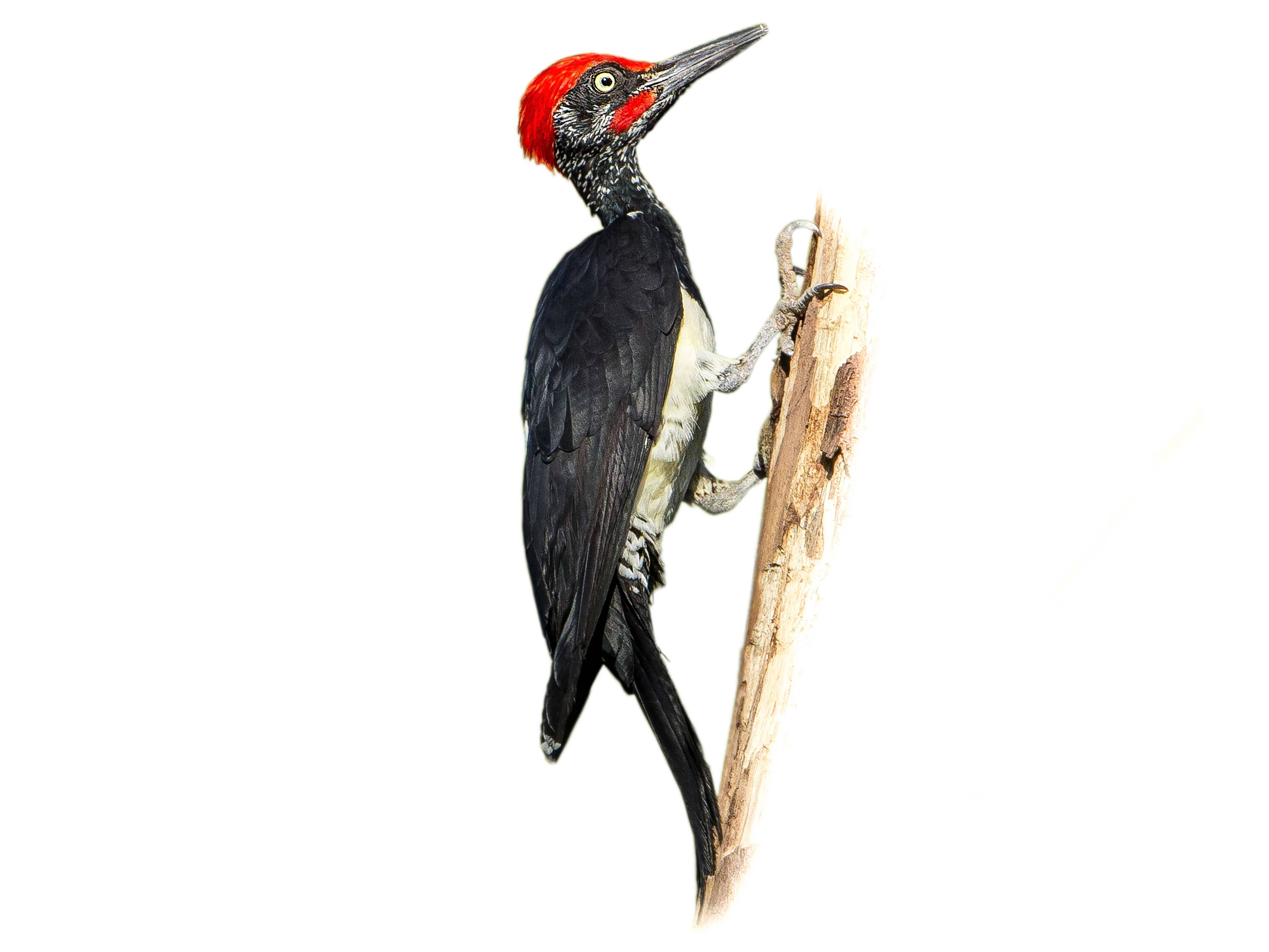 A photo of a White-bellied Woodpecker (Dryocopus javensis), male