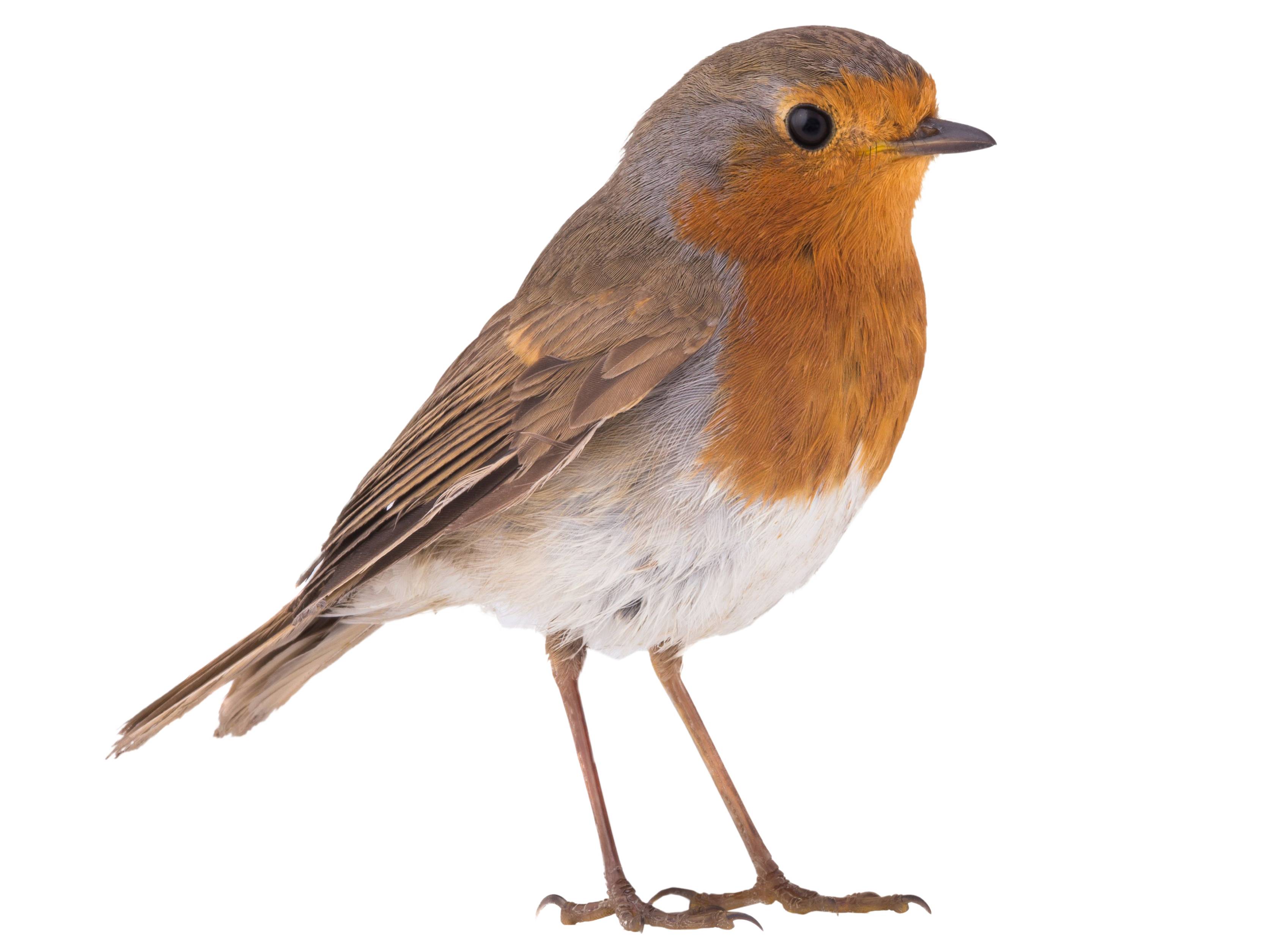 A photo of a European Robin (Erithacus rubecula)