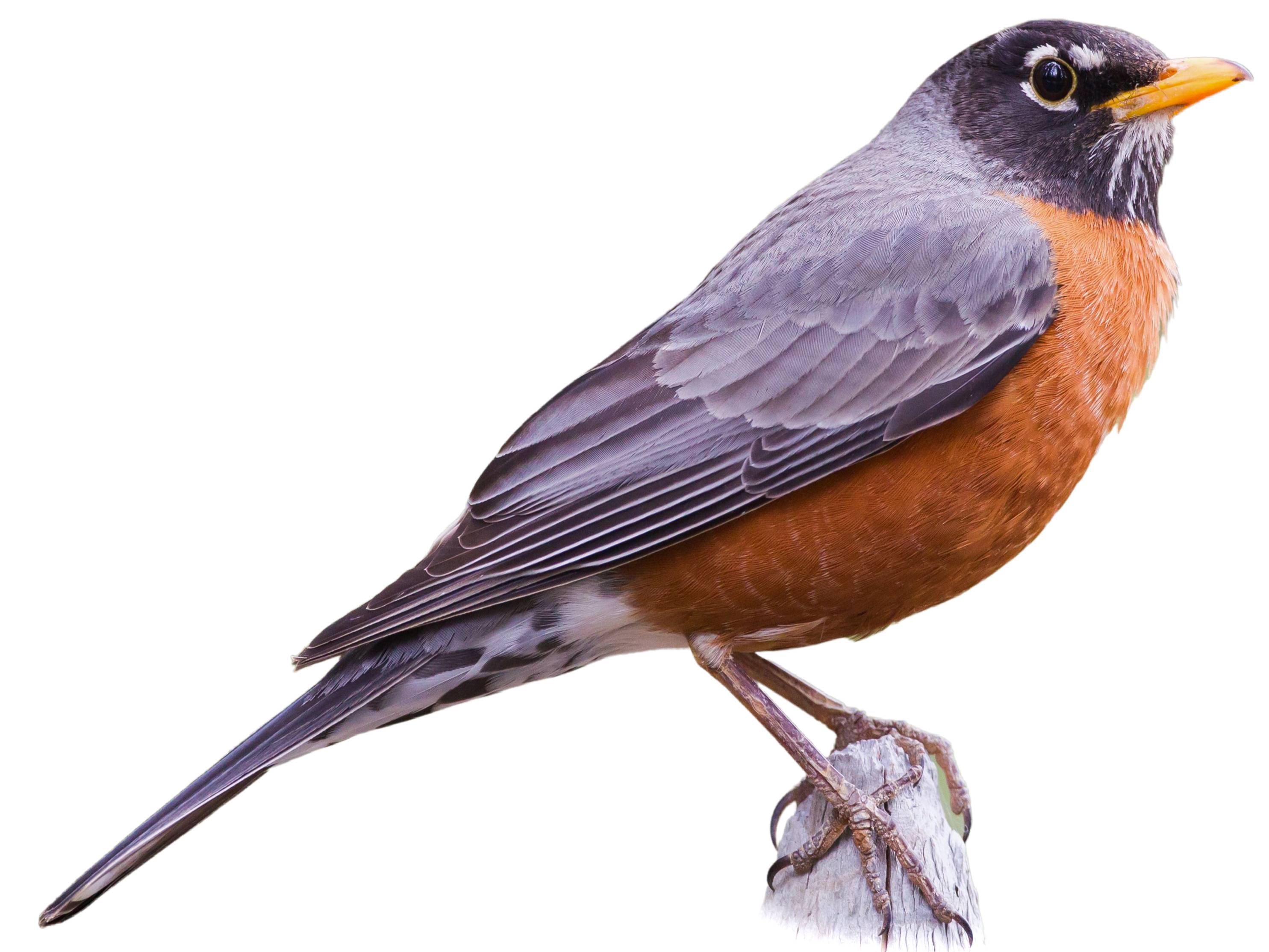 A photo of a American Robin (Turdus migratorius)