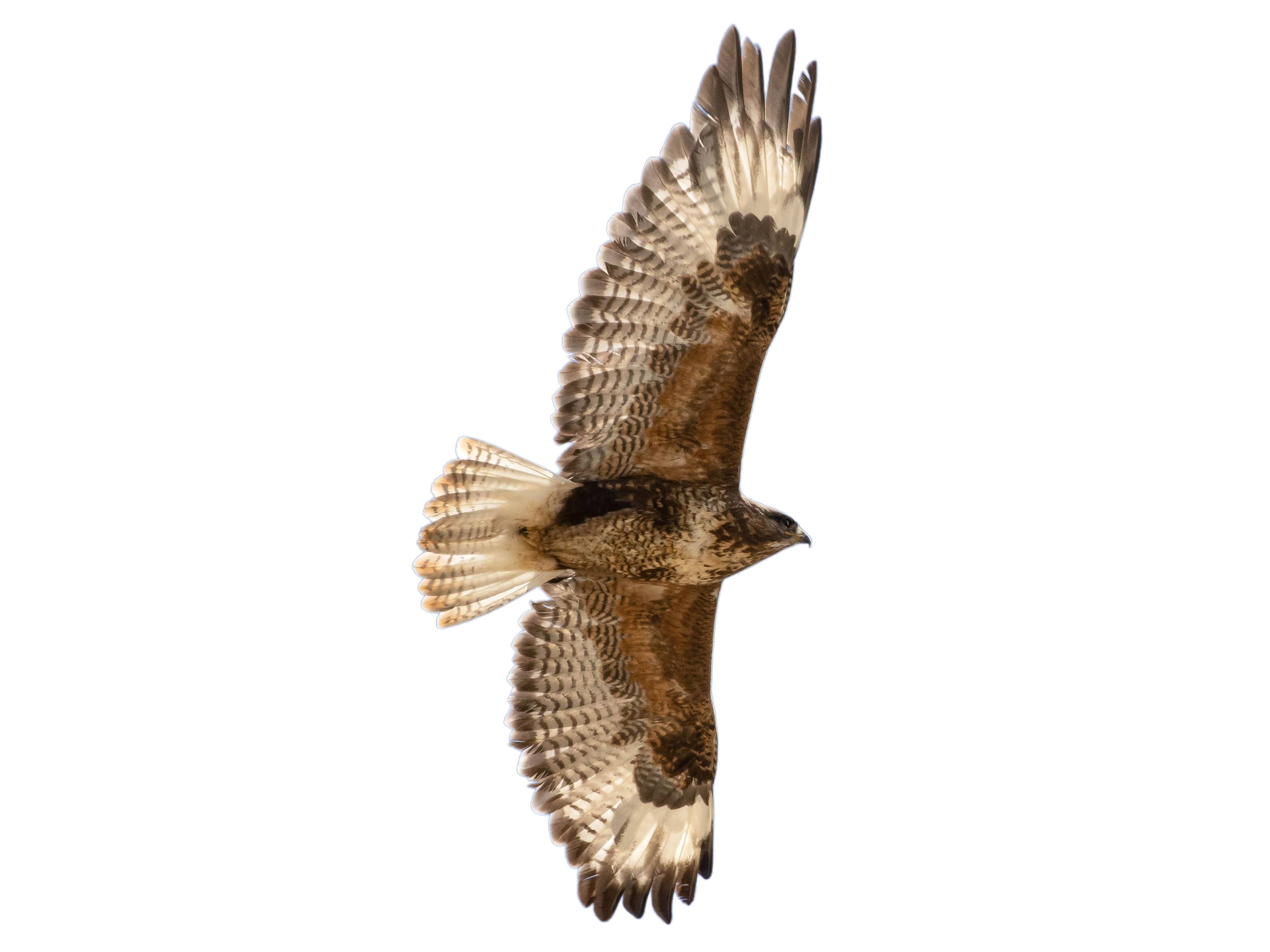 A photo of a Himalayan Buzzard (Buteo refectus)