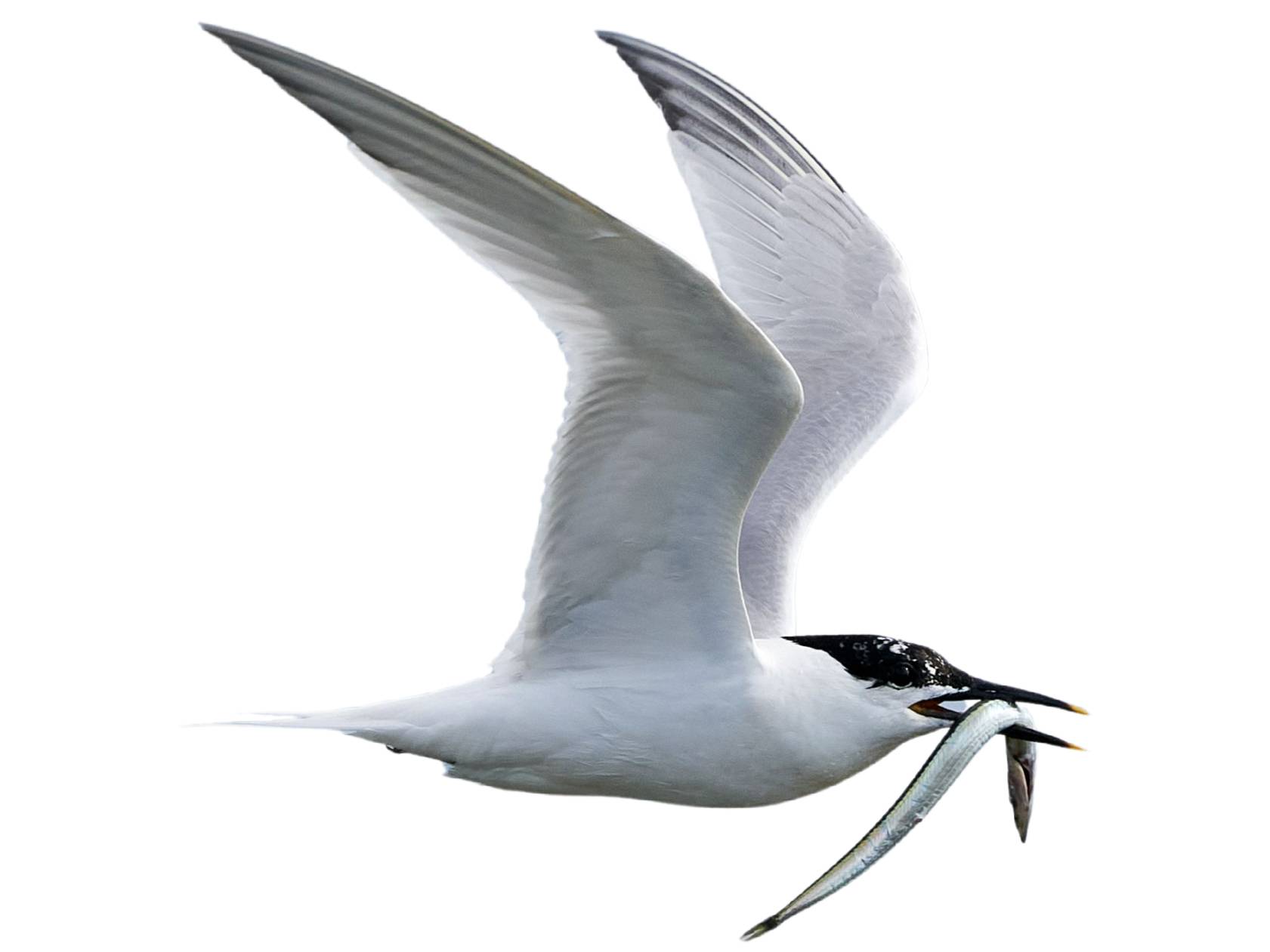 A photo of a Sandwich Tern (Thalasseus sandvicensis)