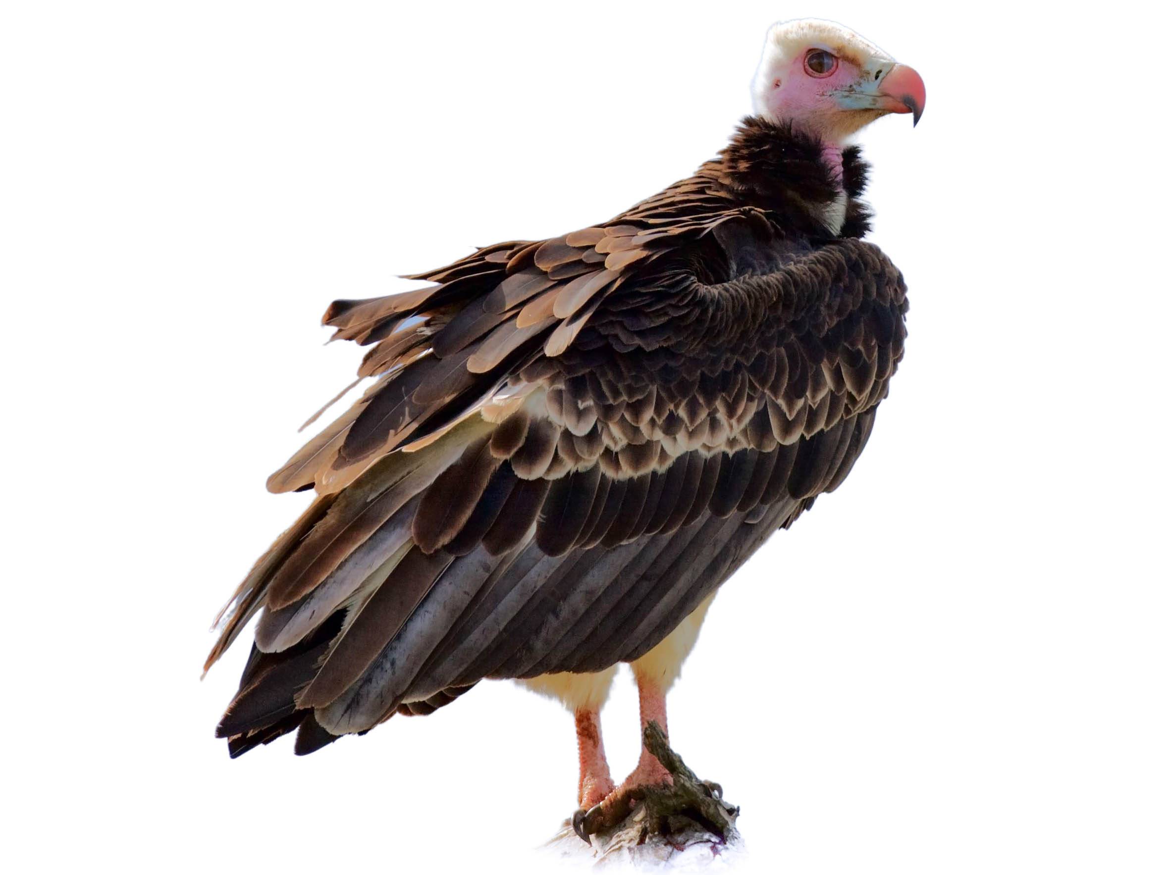 A photo of a White-headed Vulture (Trigonoceps occipitalis), male