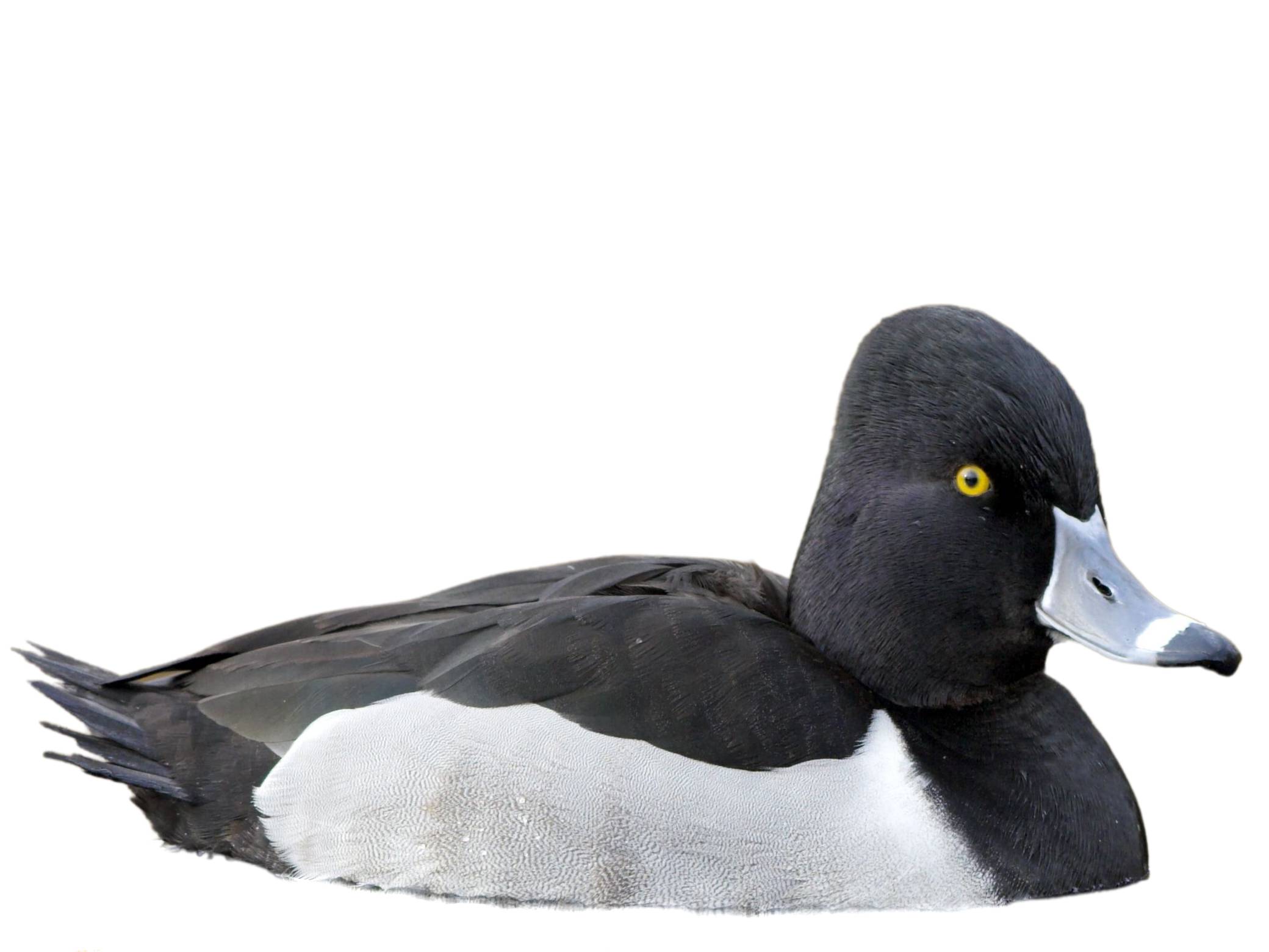 A photo of a Ring-necked Duck (Aythya collaris), male