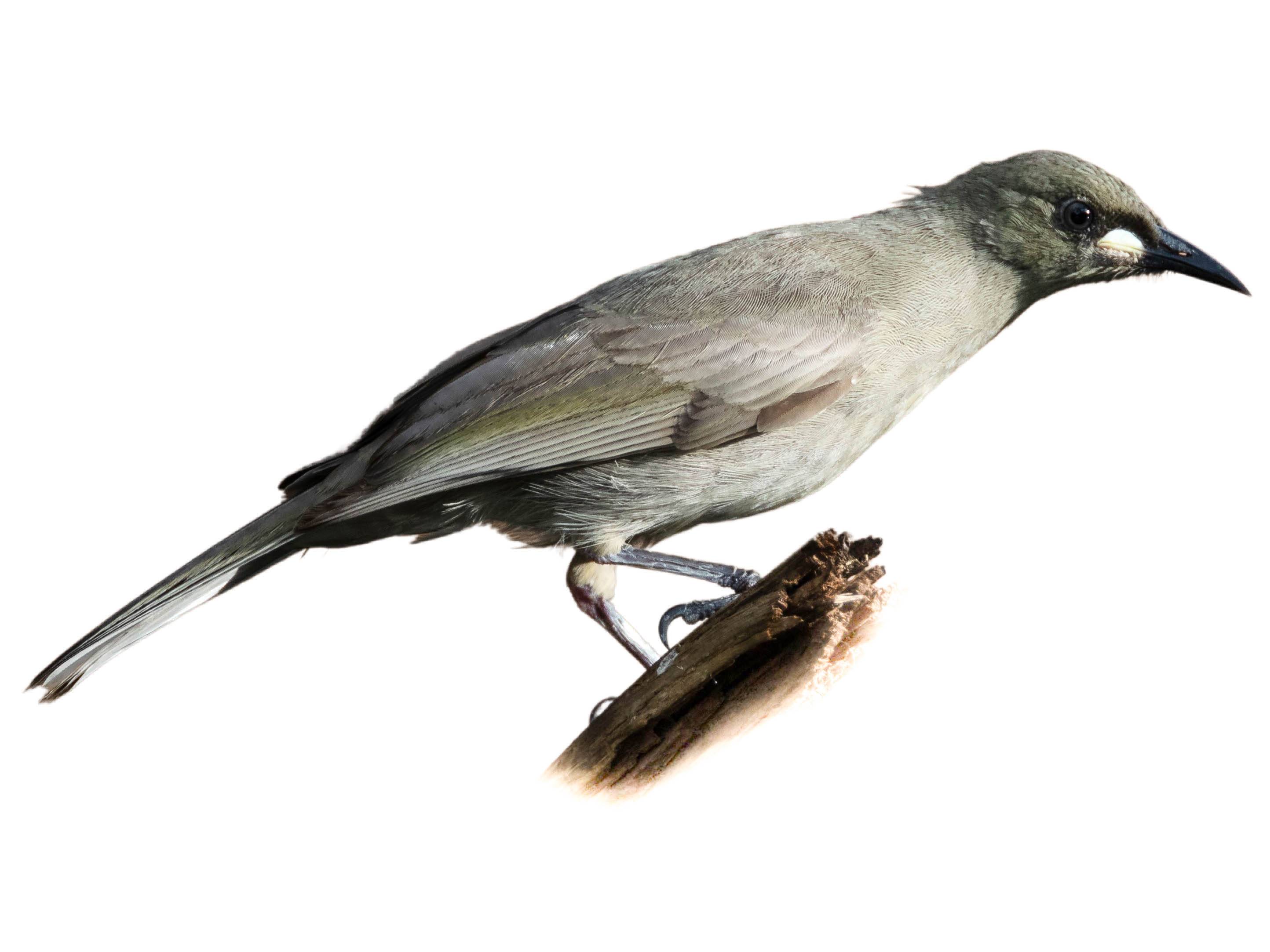 A photo of a White-gaped Honeyeater (Stomiopera unicolor)