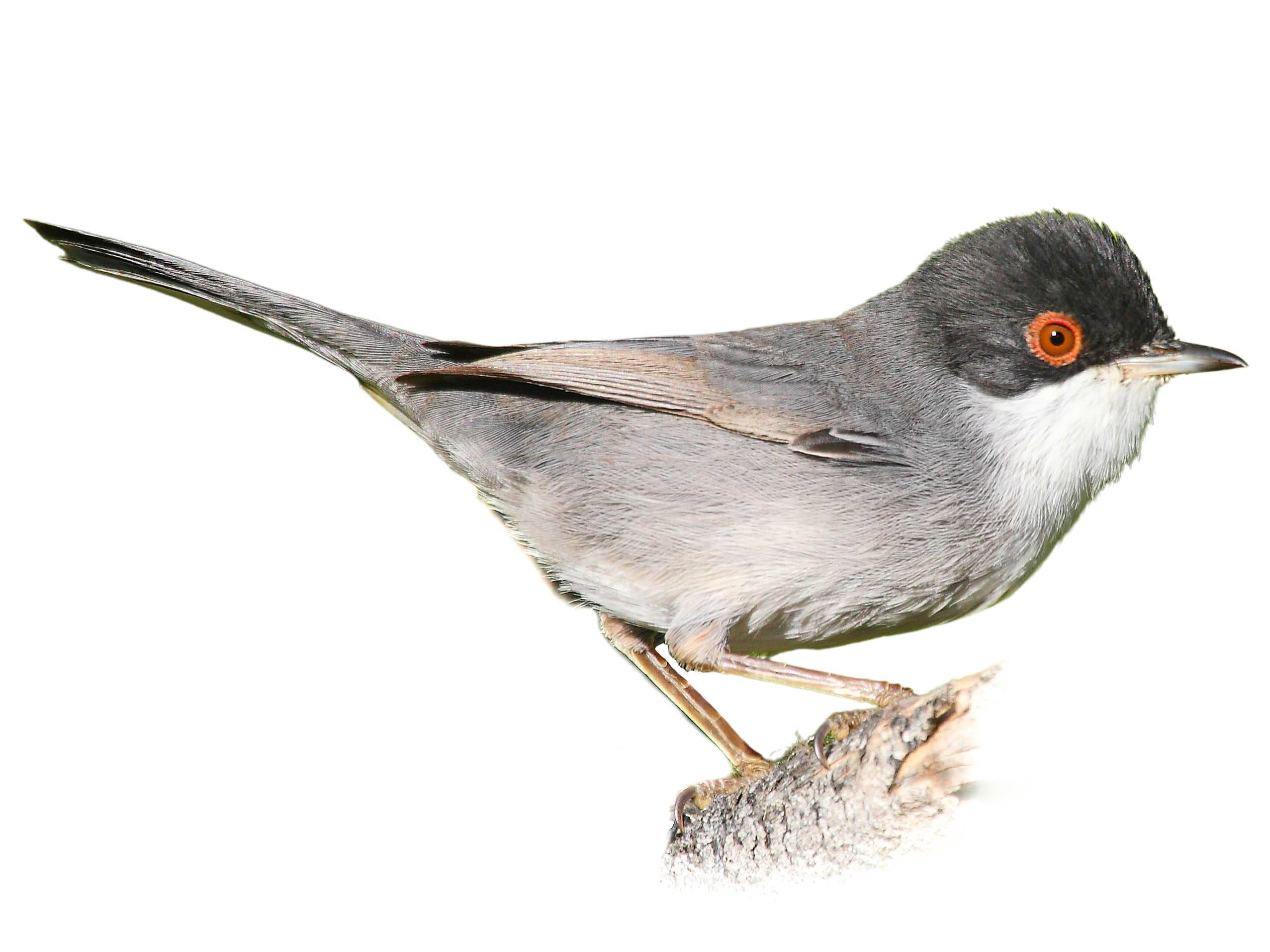 A photo of a Sardinian Warbler (Curruca melanocephala), male