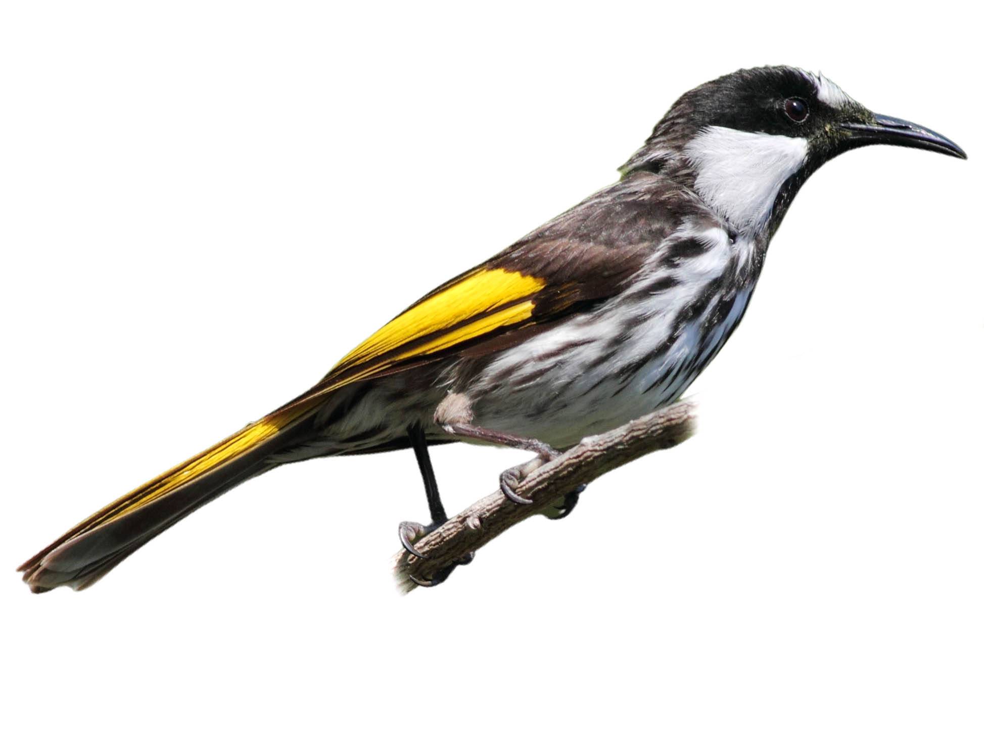 A photo of a White-cheeked Honeyeater (Phylidonyris niger)