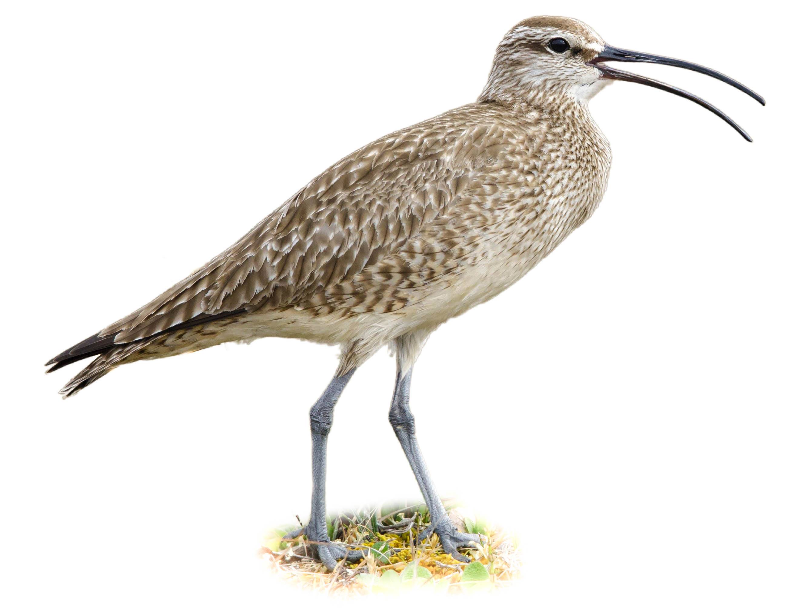 A photo of a Hudsonian Whimbrel (Numenius hudsonicus)