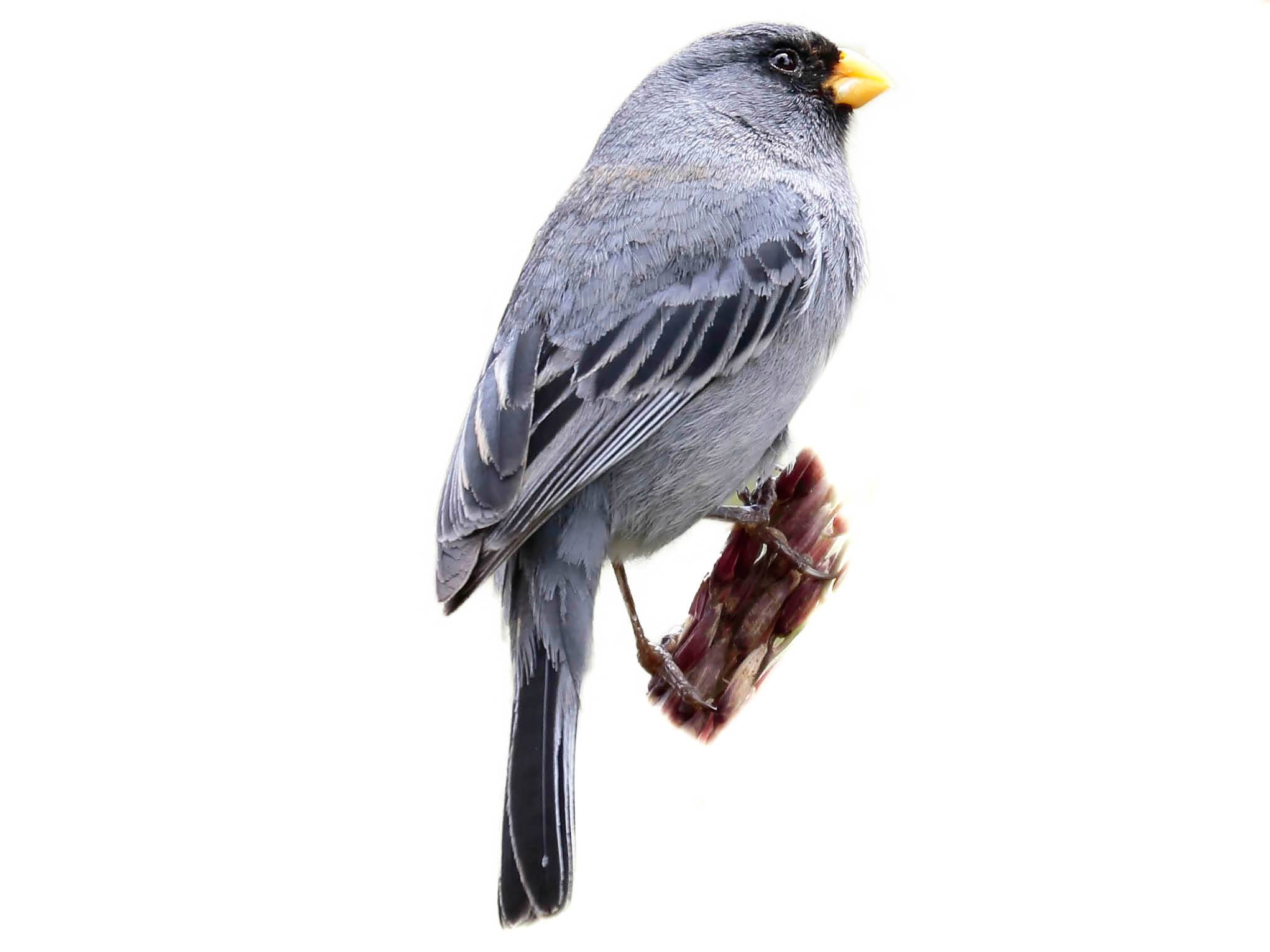 A photo of a Band-tailed Seedeater (Catamenia analis), male