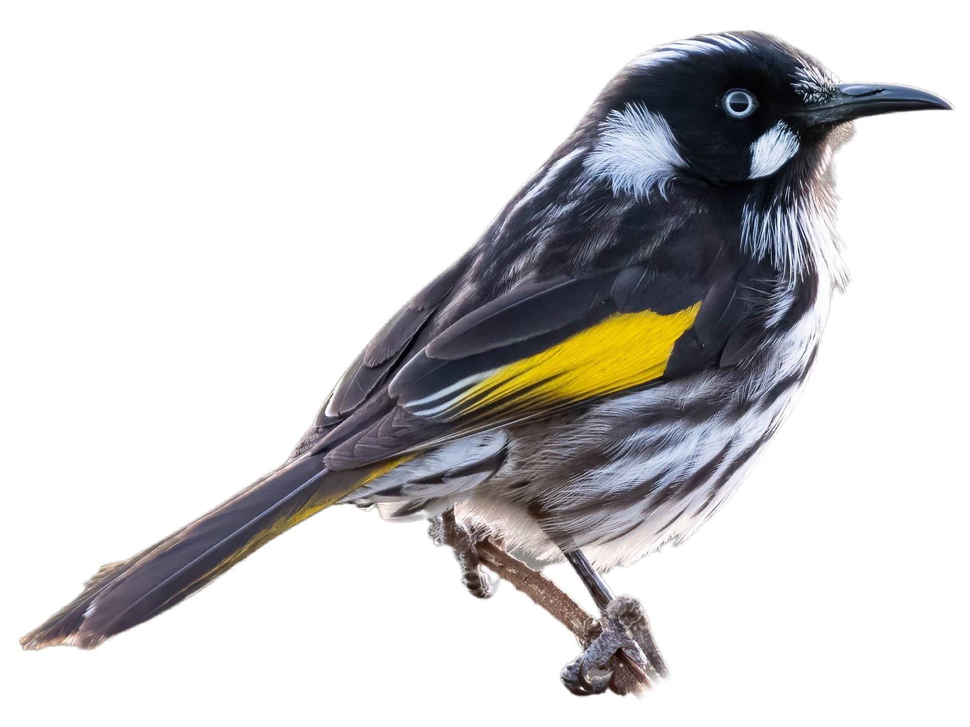 A photo of a New Holland Honeyeater (Phylidonyris novaehollandiae)