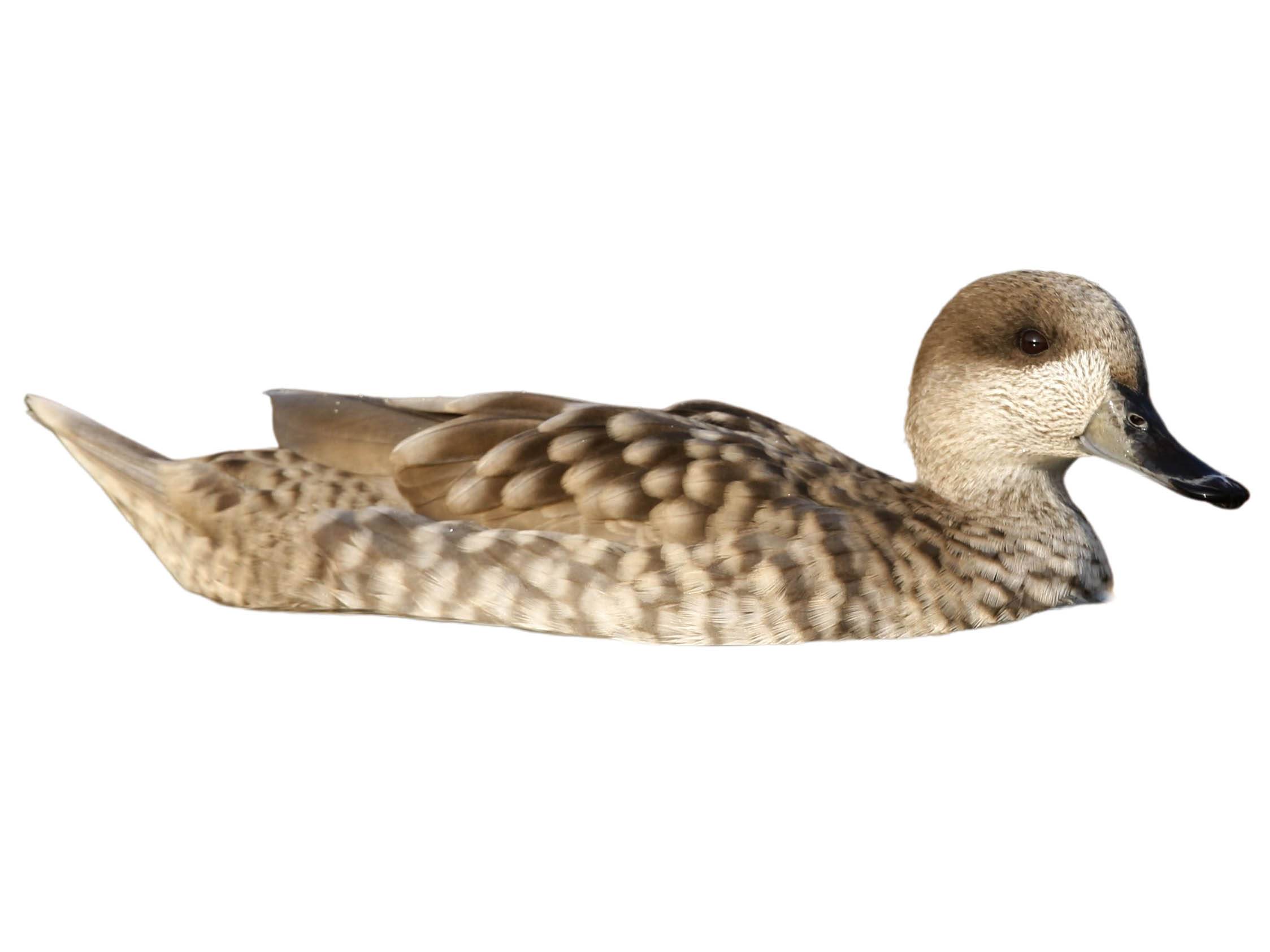 A photo of a Marbled Duck (Marmaronetta angustirostris)