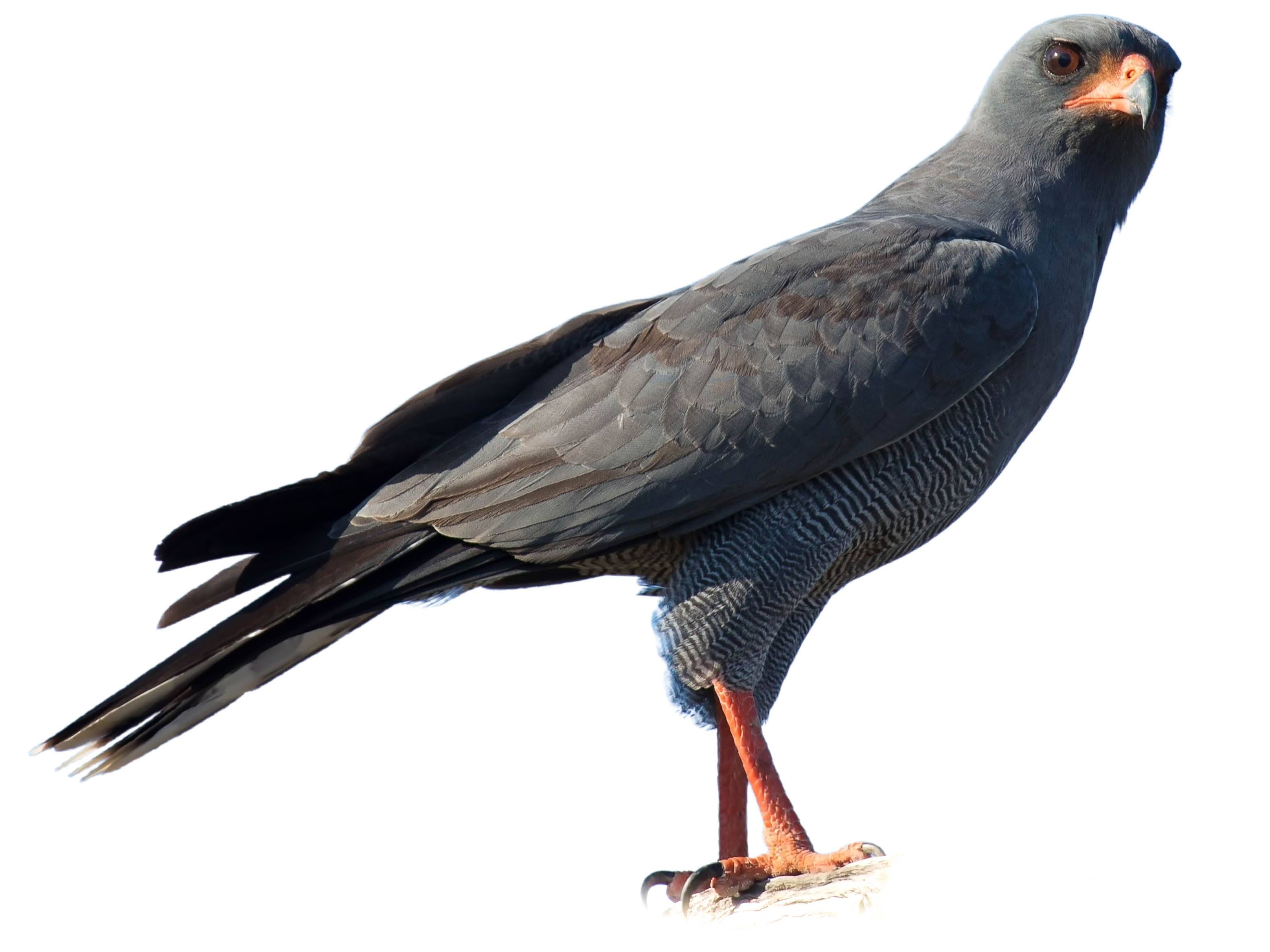 A photo of a Dark Chanting Goshawk (Melierax metabates)