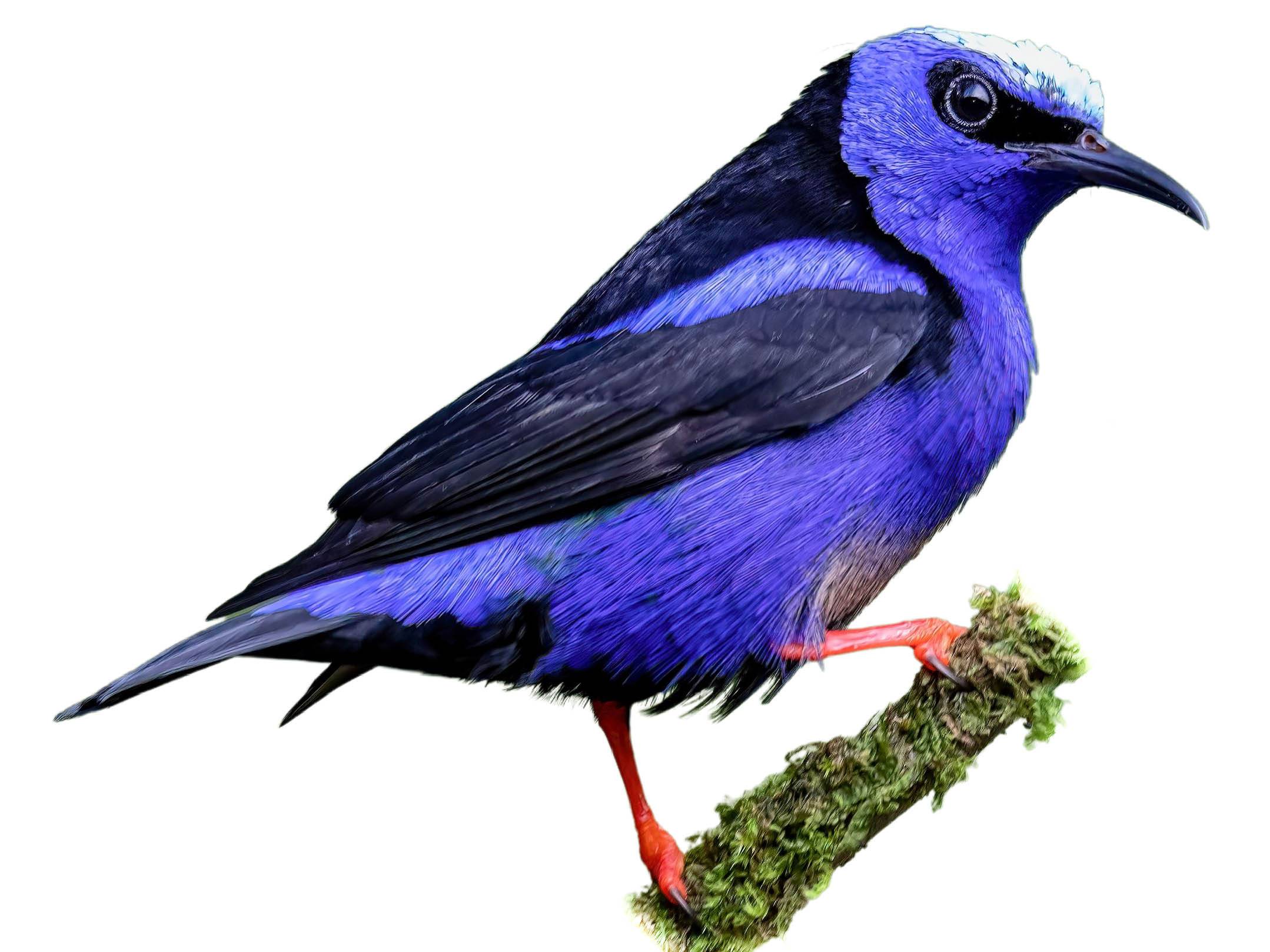 A photo of a Red-legged Honeycreeper (Cyanerpes cyaneus), male