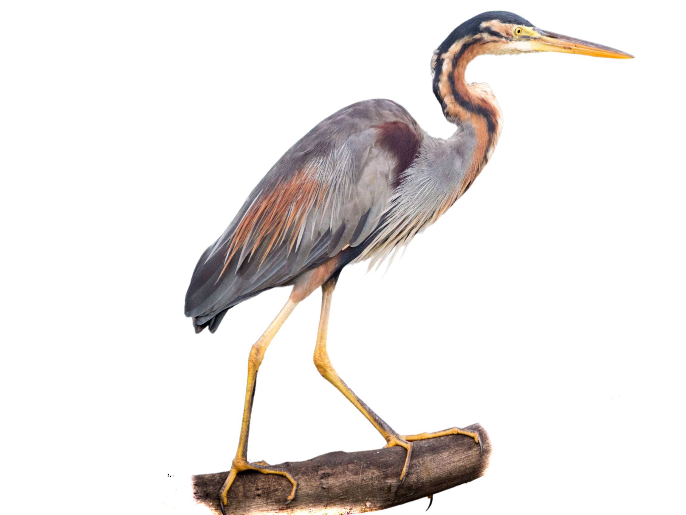 A photo of a Purple Heron (Ardea purpurea)