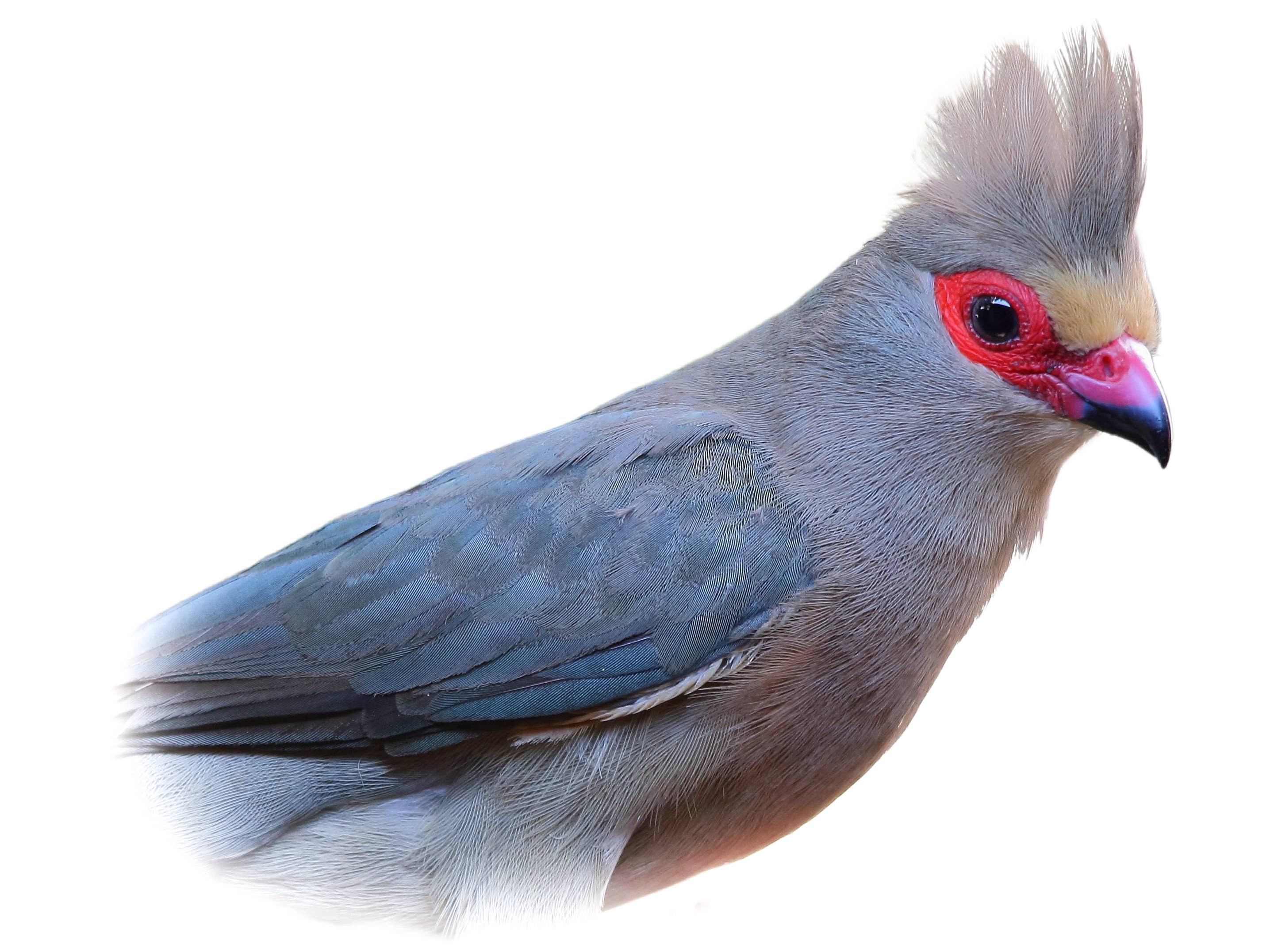 A photo of a Red-faced Mousebird (Urocolius indicus)