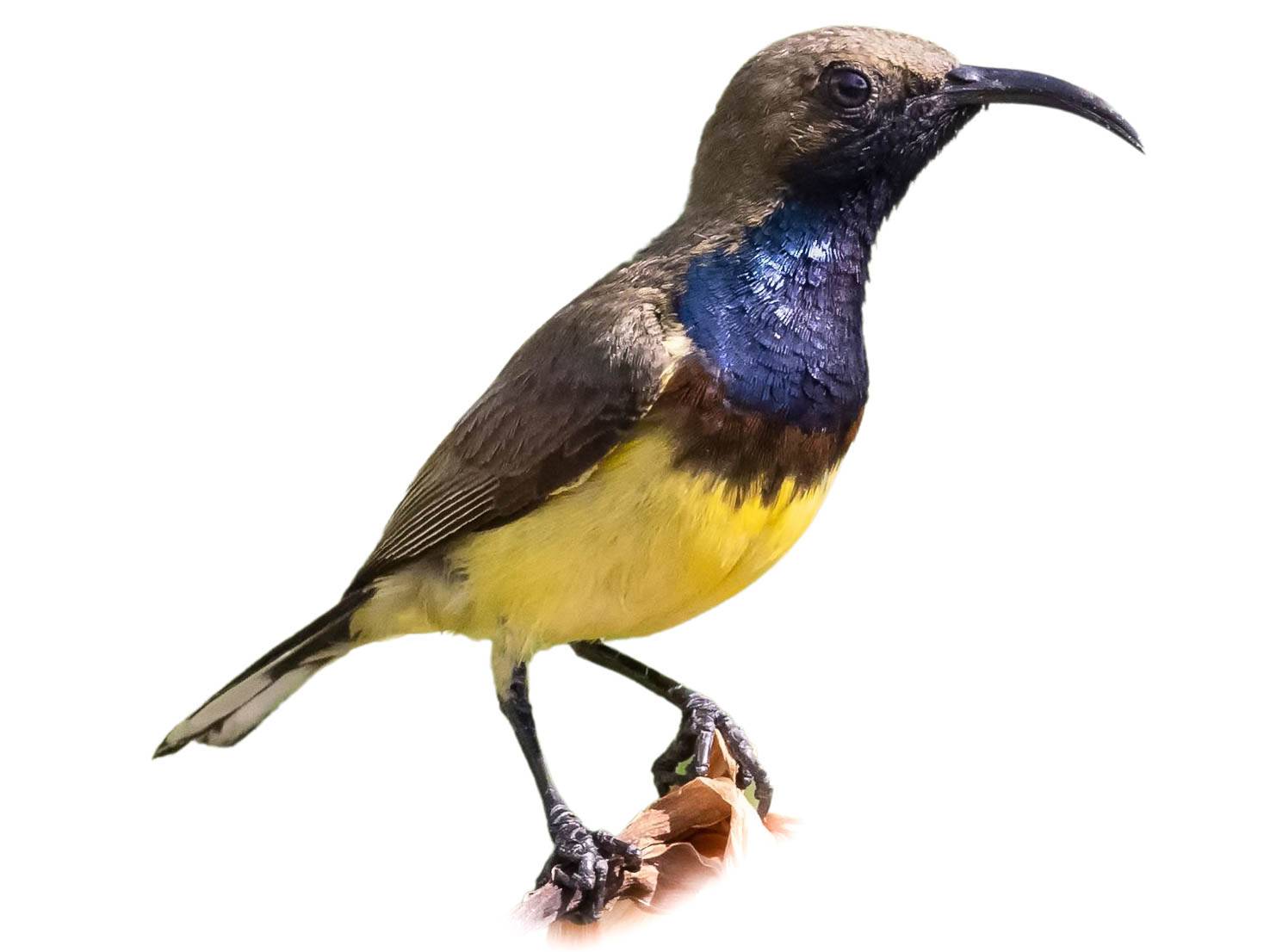 A photo of a Olive-backed Sunbird (Cinnyris jugularis), male