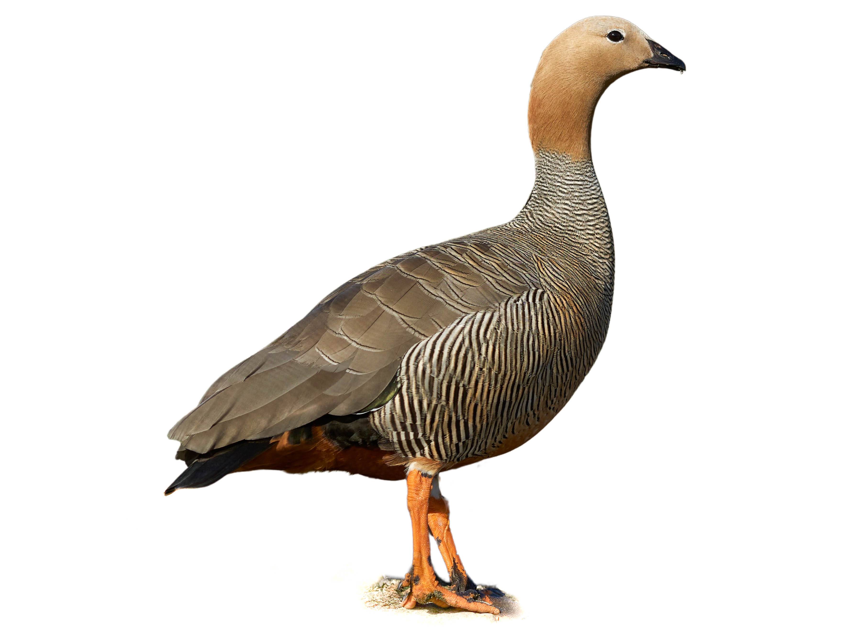 A photo of a Ruddy-headed Goose (Chloephaga rubidiceps)