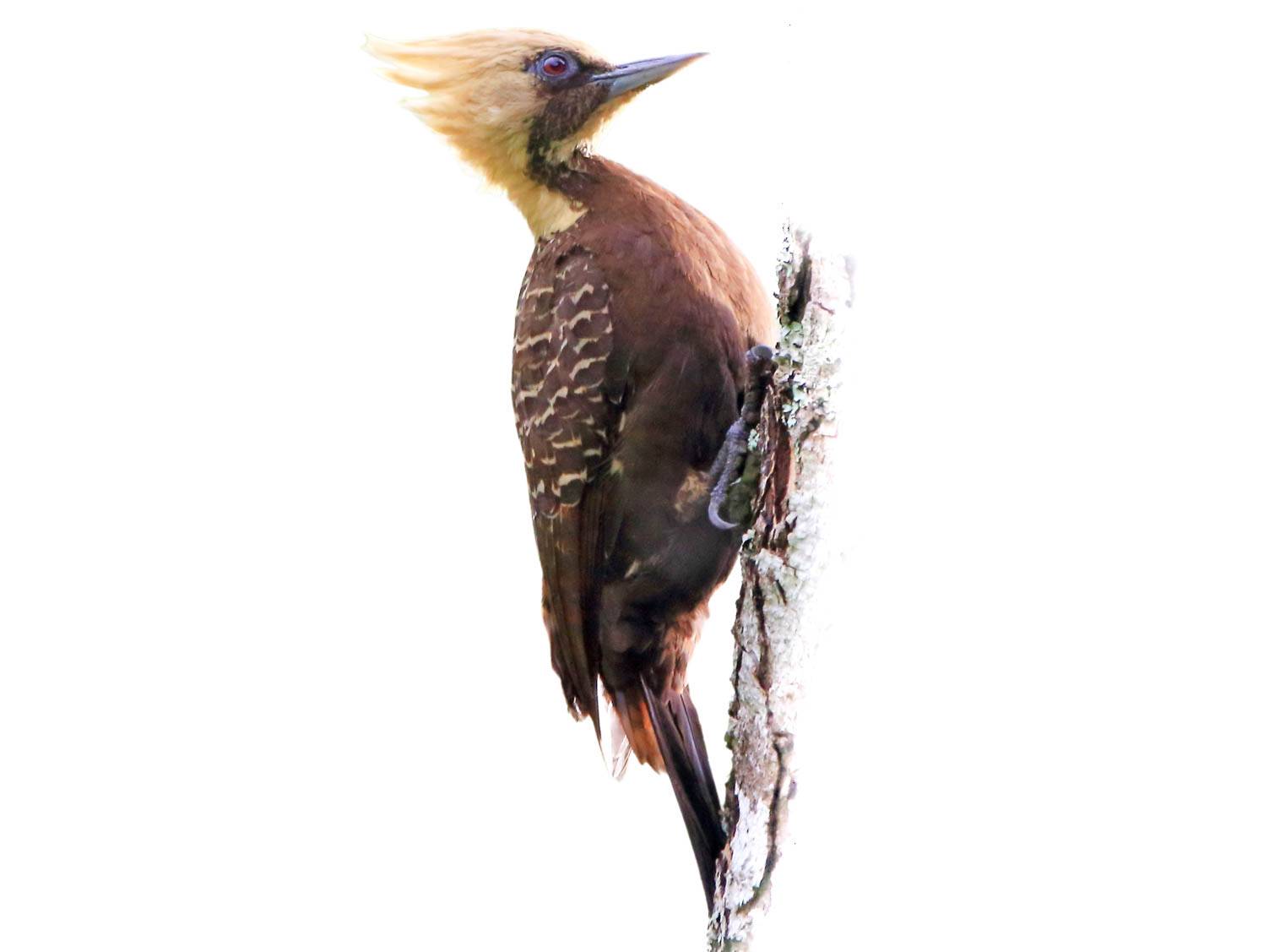 A photo of a Pale-crested Woodpecker (Celeus lugubris), female