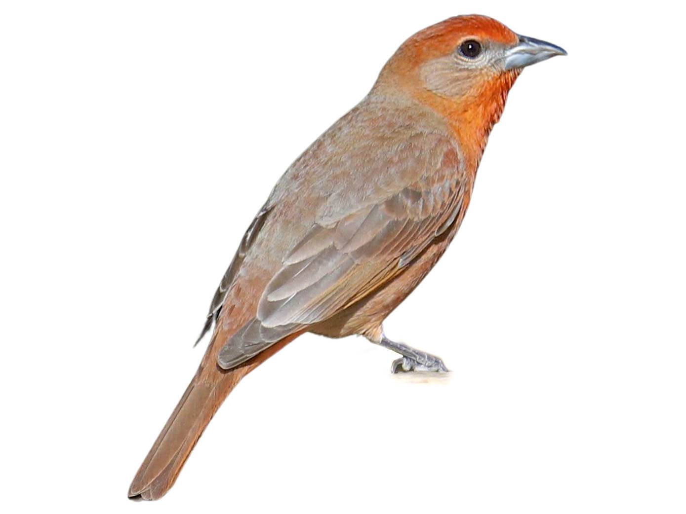 A photo of a Red Tanager (Piranga flava), male