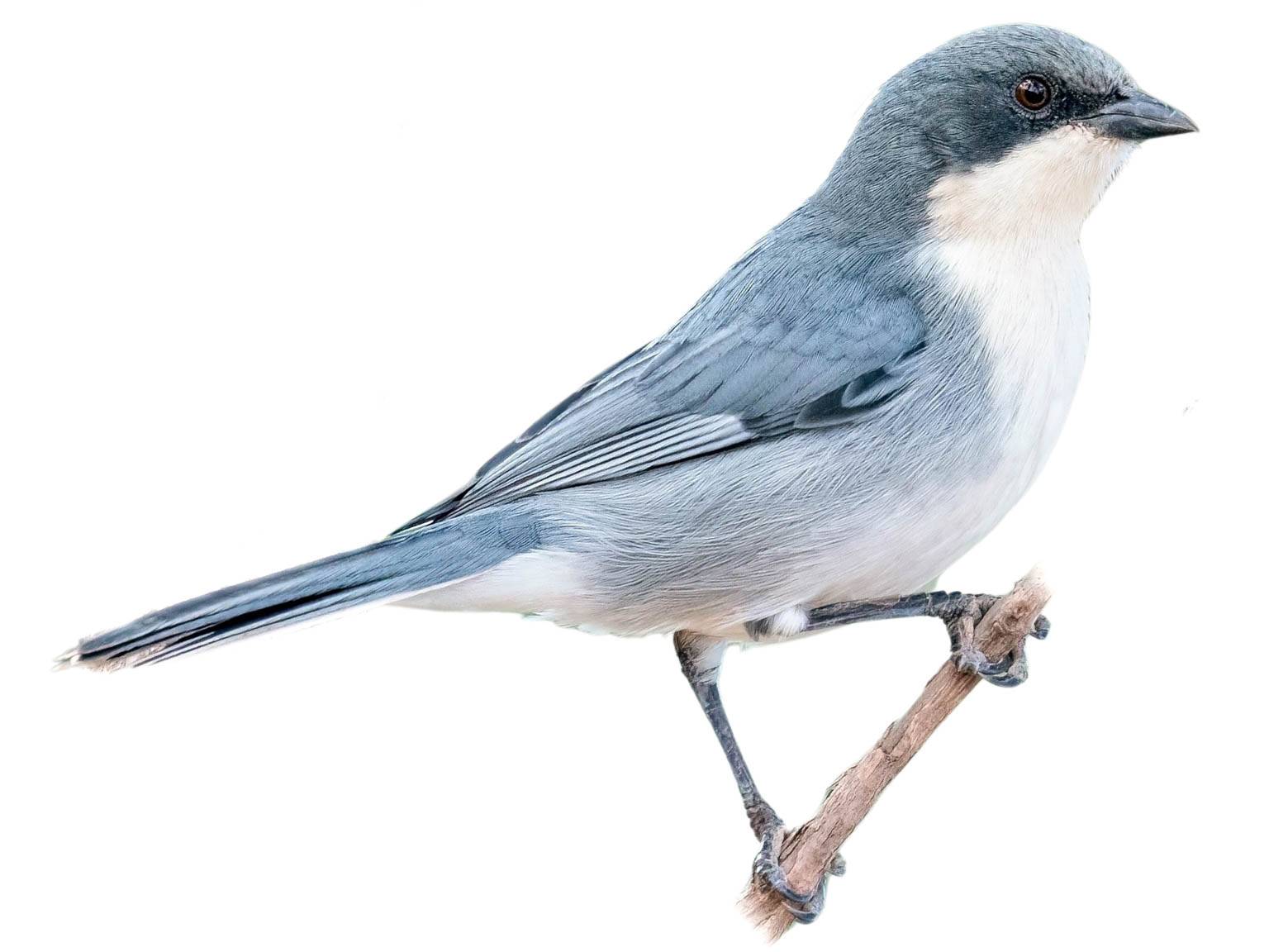 A photo of a Cinereous Warbling Finch (Microspingus cinereus)