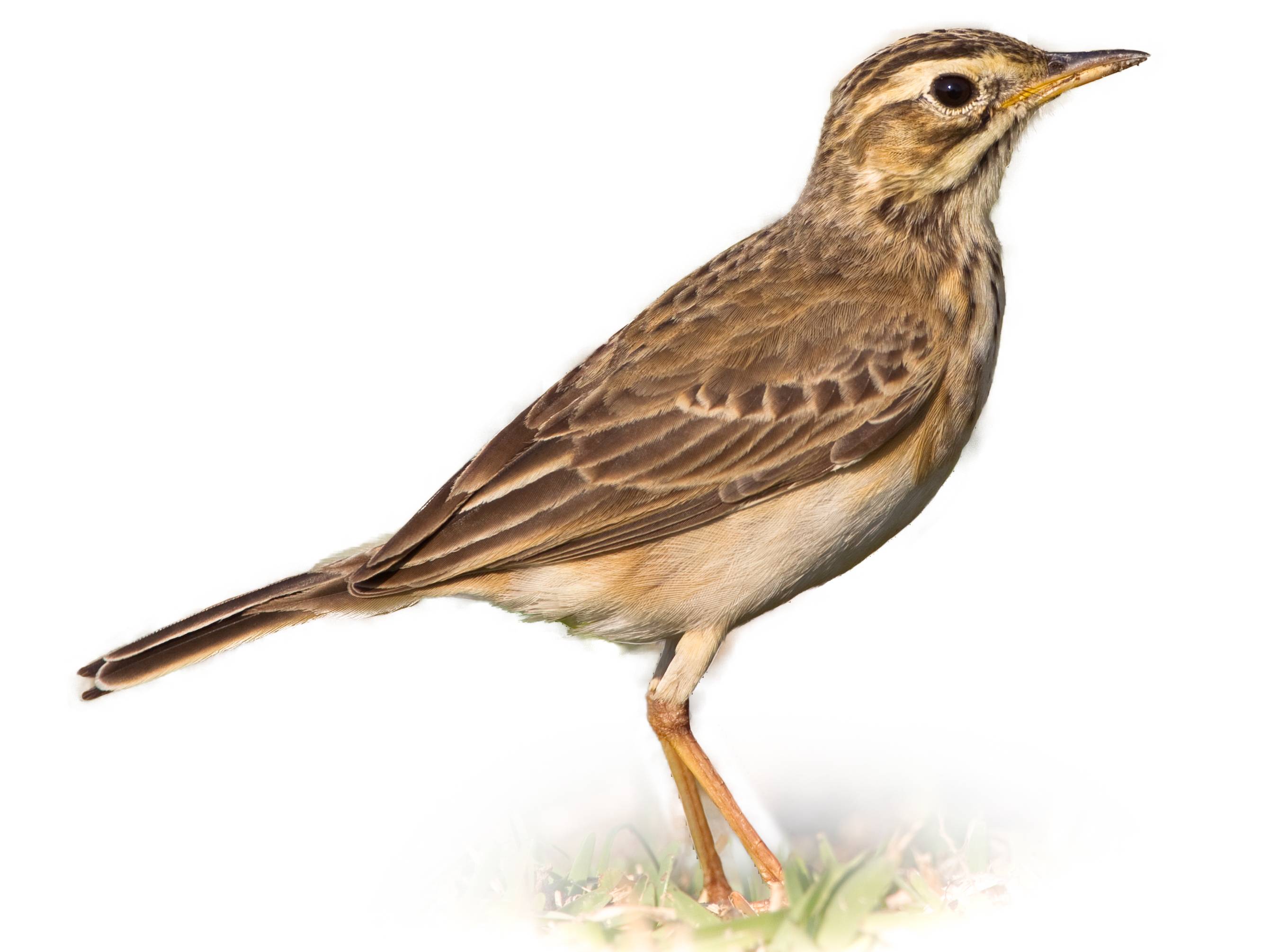 A photo of a African Pipit (Anthus cinnamomeus)