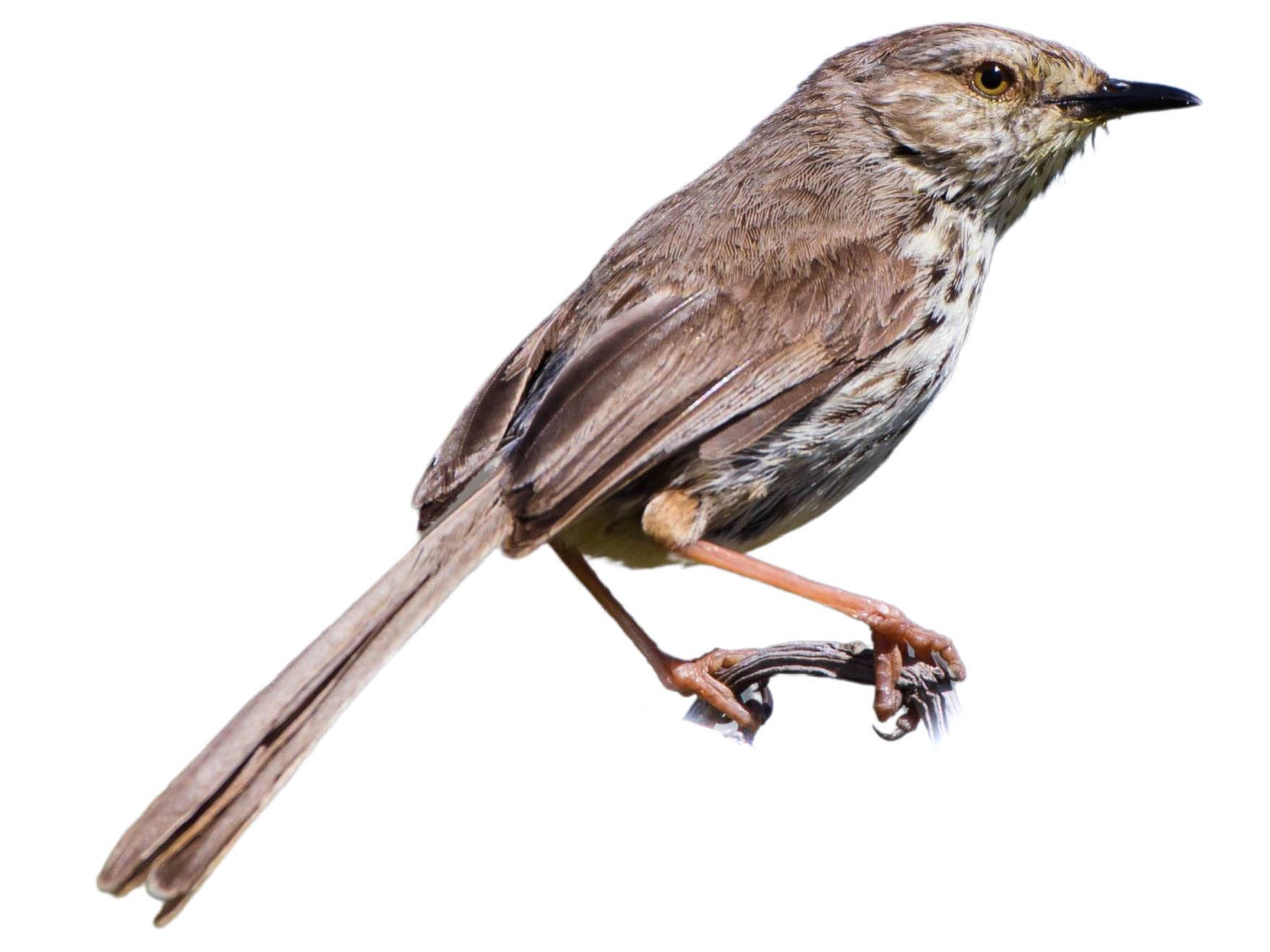 A photo of a Karoo Prinia (Prinia maculosa)