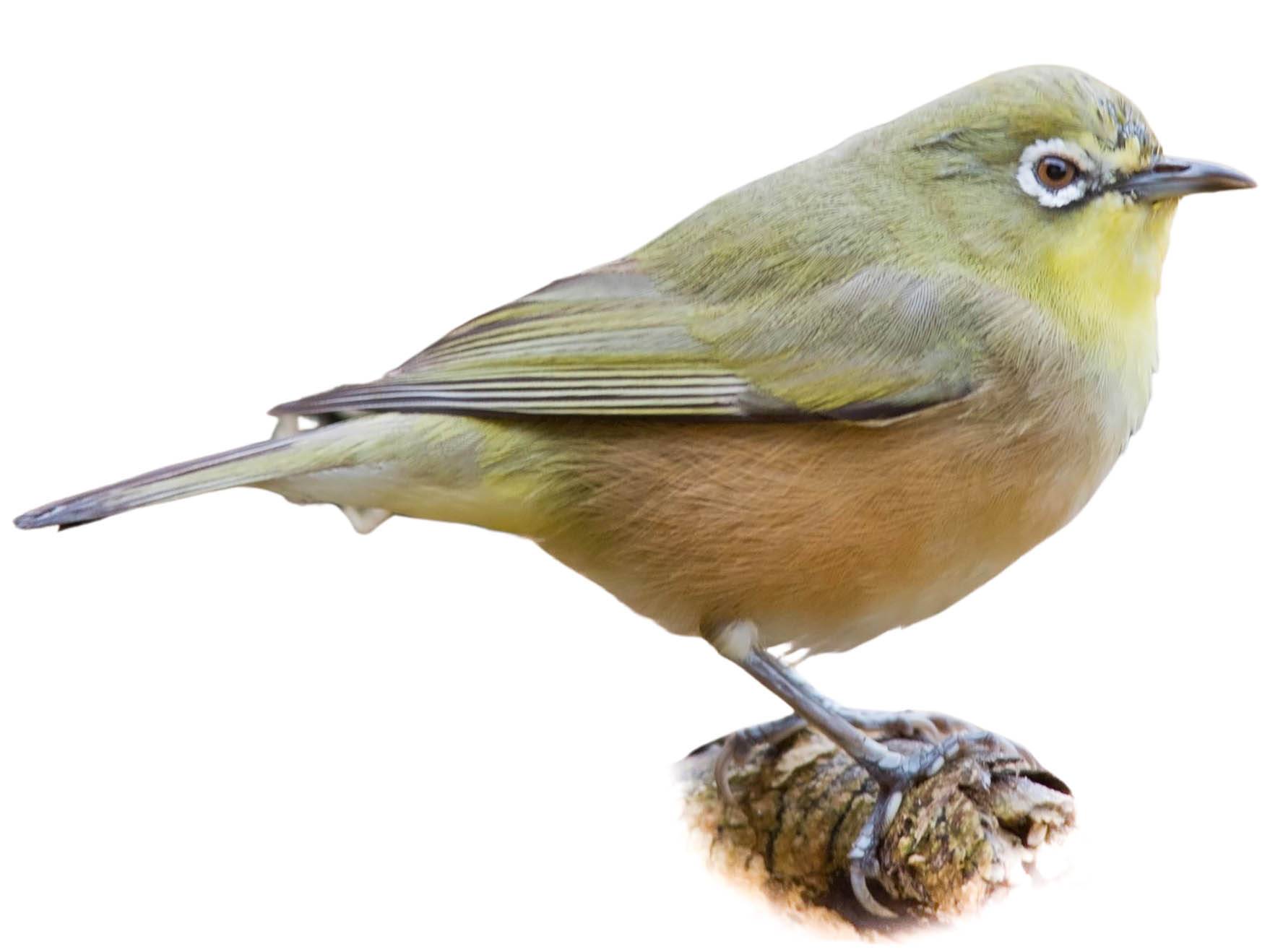 A photo of a Orange River White-eye (Zosterops pallidus)