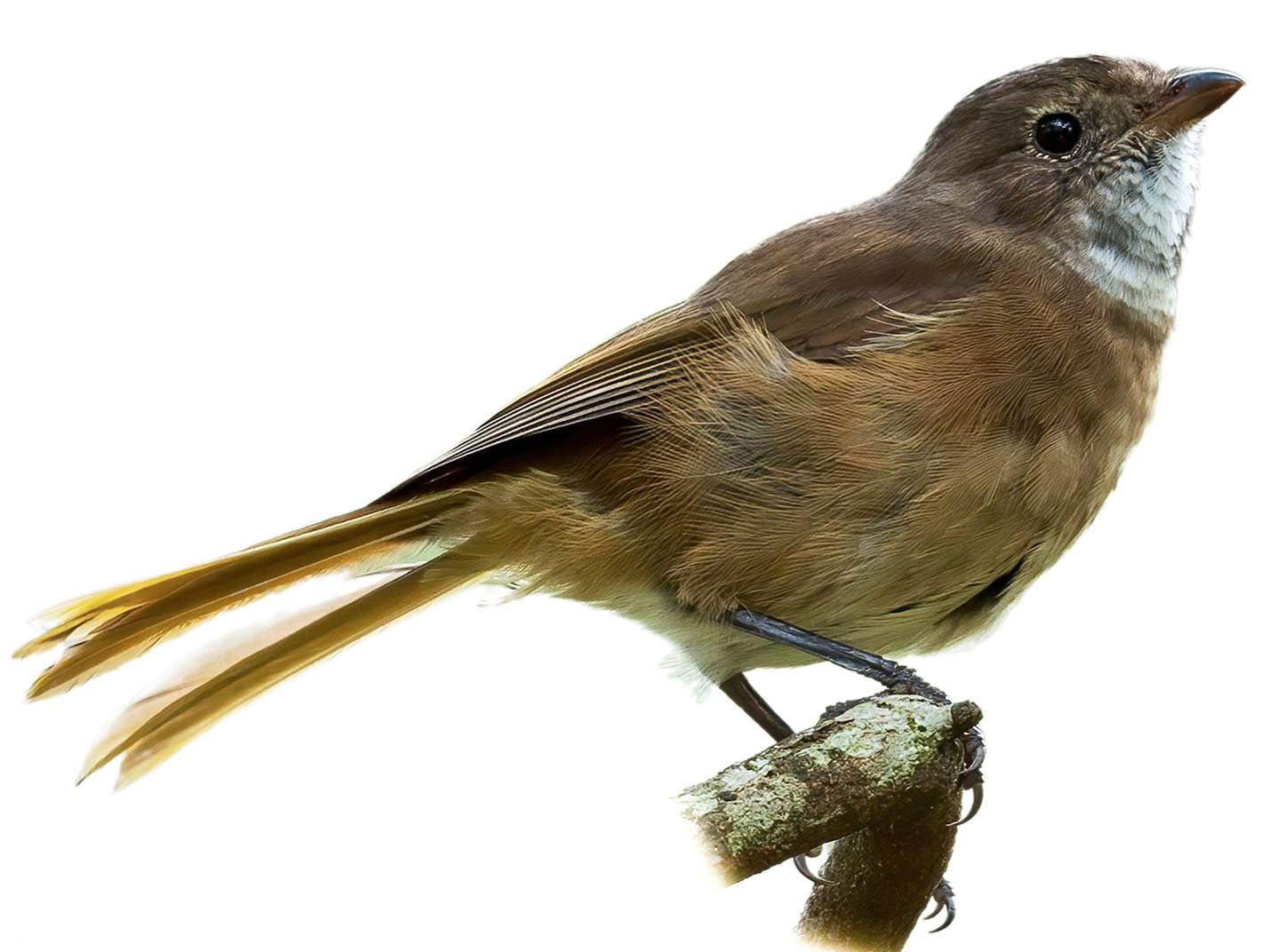 A photo of a Olive Whistler (Pachycephala olivacea)