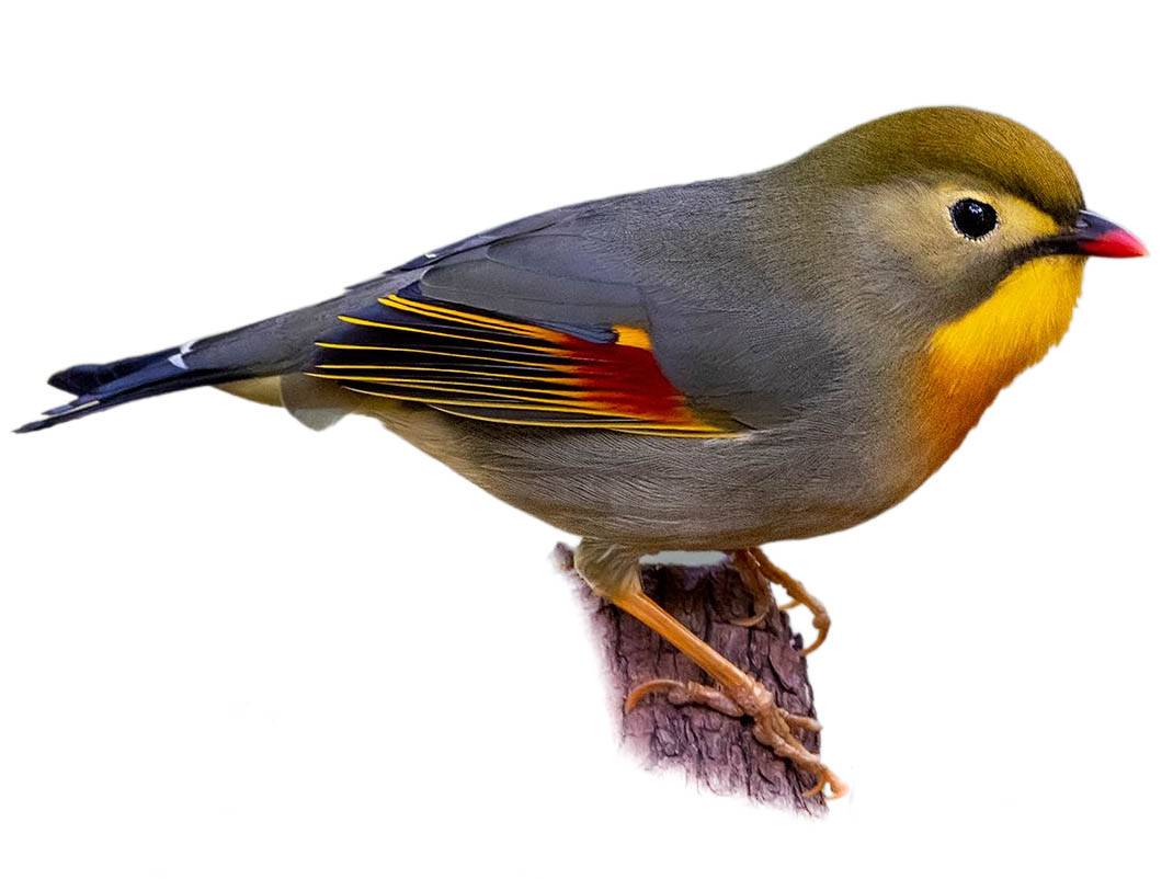 A photo of a Red-billed Leiothrix (Leiothrix lutea), male