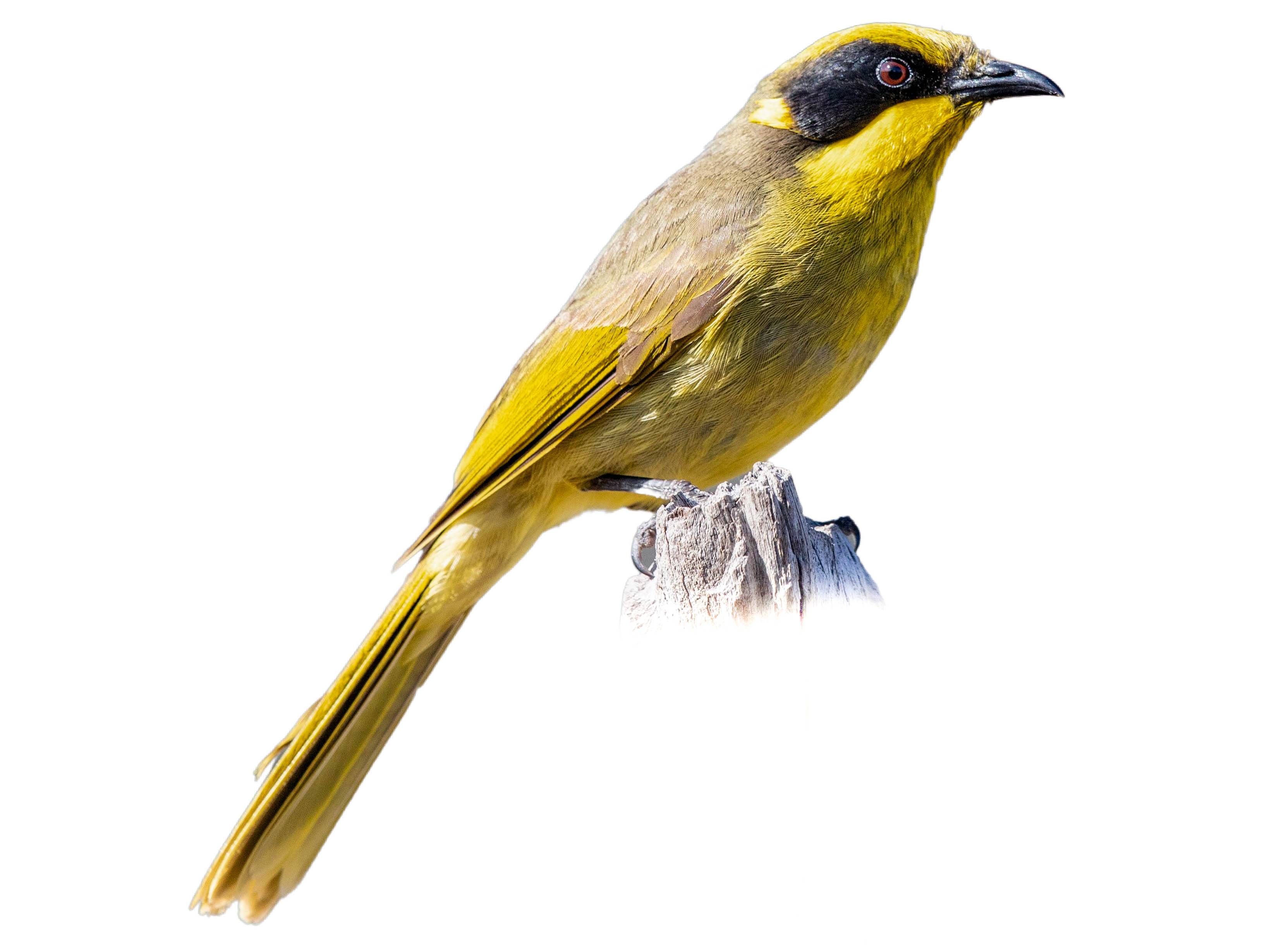 A photo of a Yellow-tufted Honeyeater (Lichenostomus melanops)