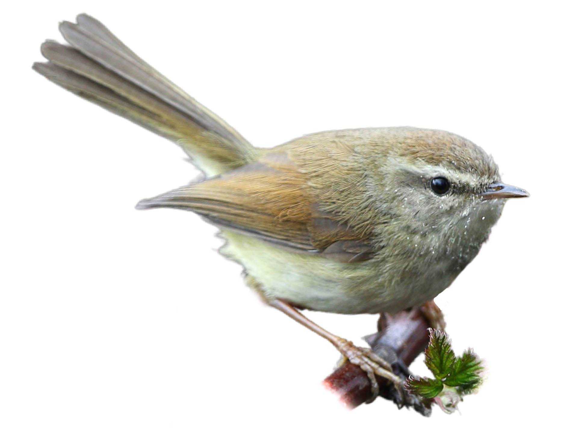 A photo of a Hume's Bush Warbler (Horornis brunnescens)