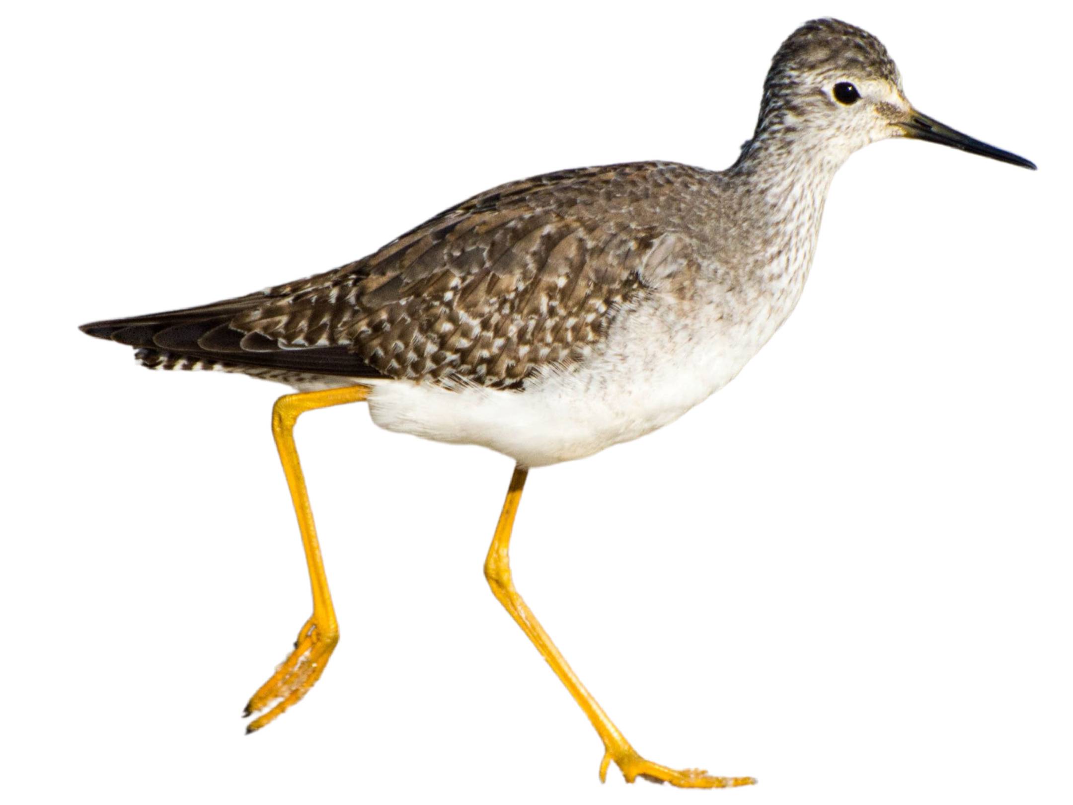 A photo of a Lesser Yellowlegs (Tringa flavipes)