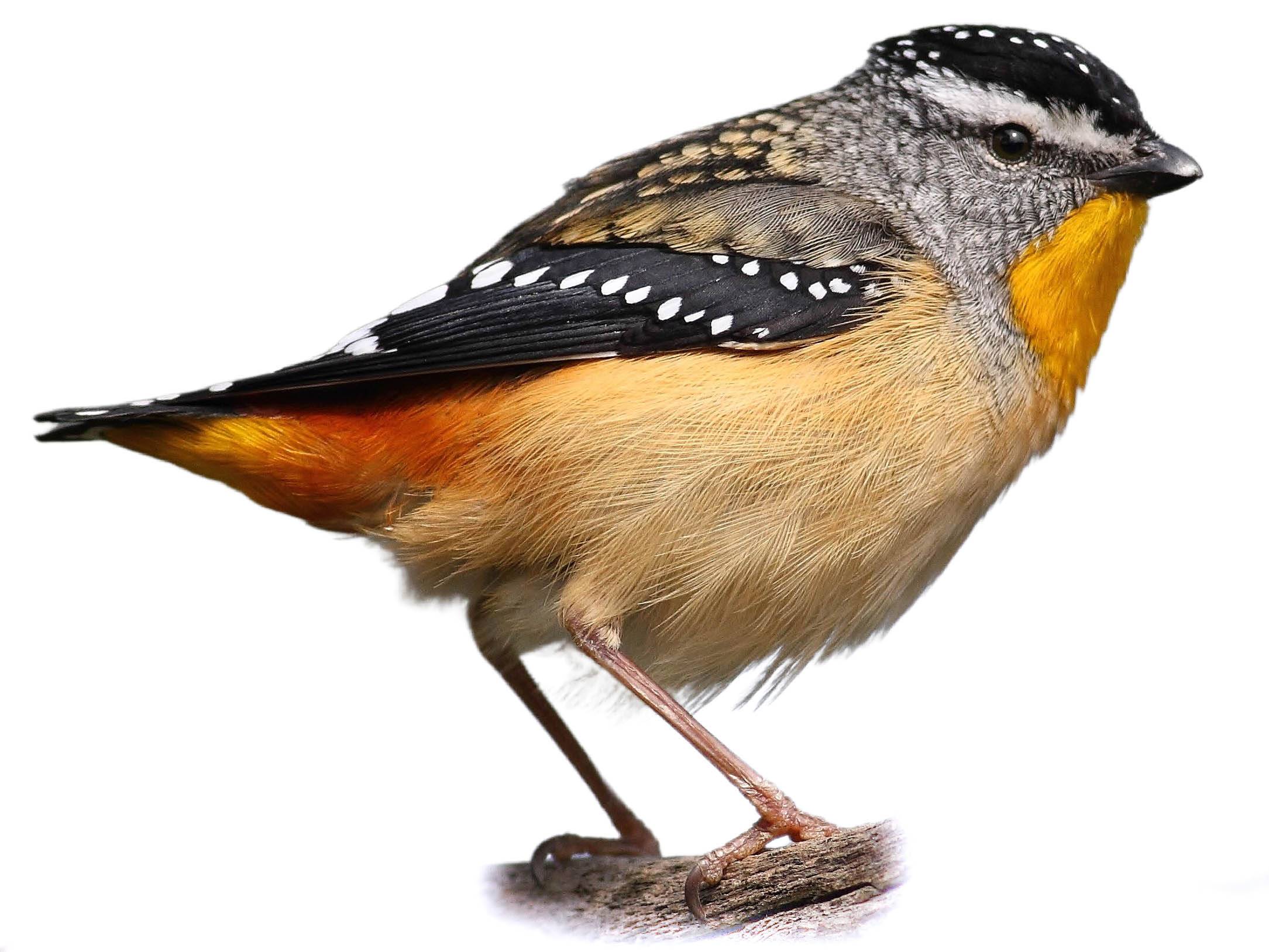 A photo of a Spotted Pardalote (Pardalotus punctatus), male