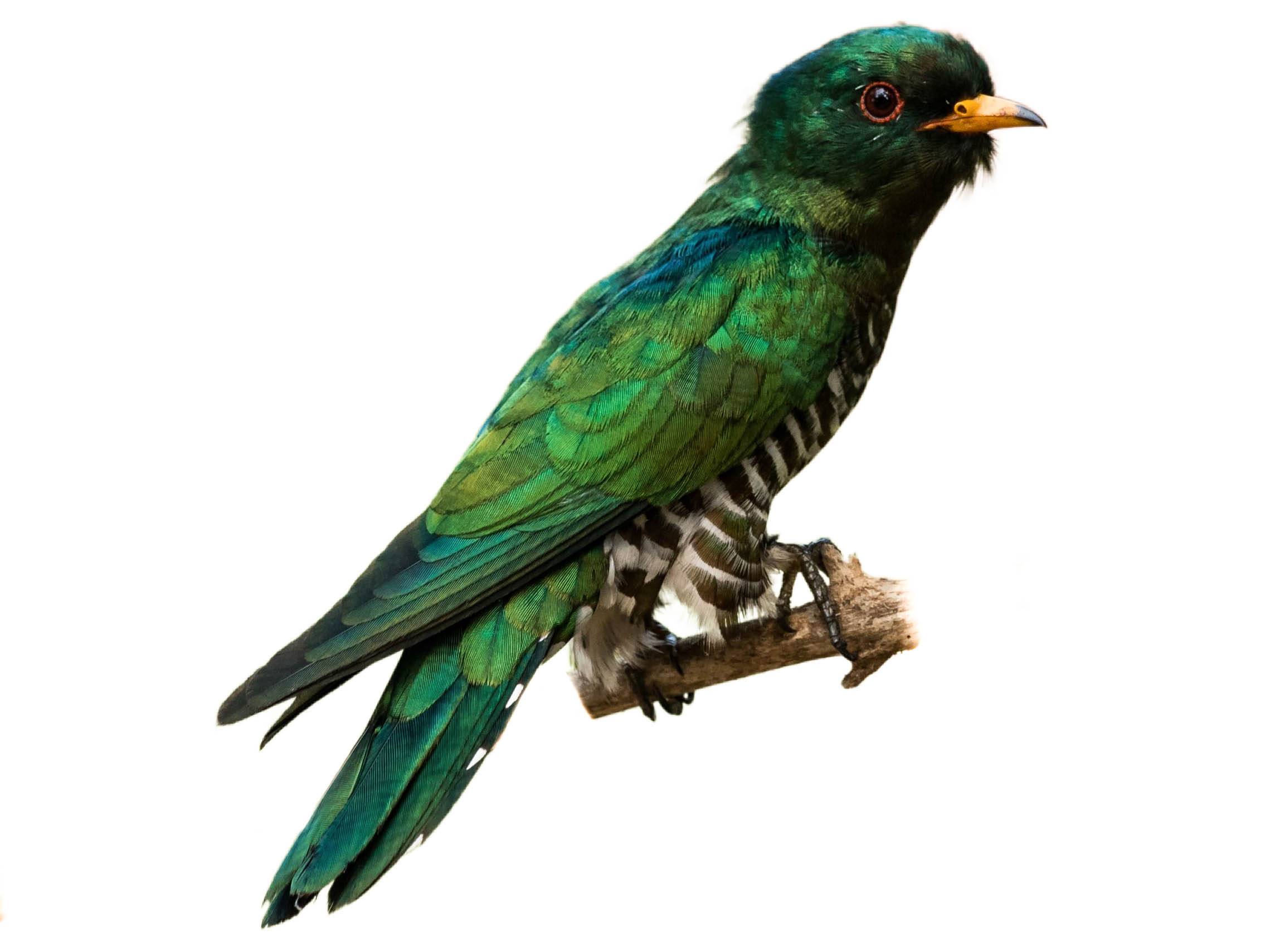 A photo of a Asian Emerald Cuckoo (Chrysococcyx maculatus), male