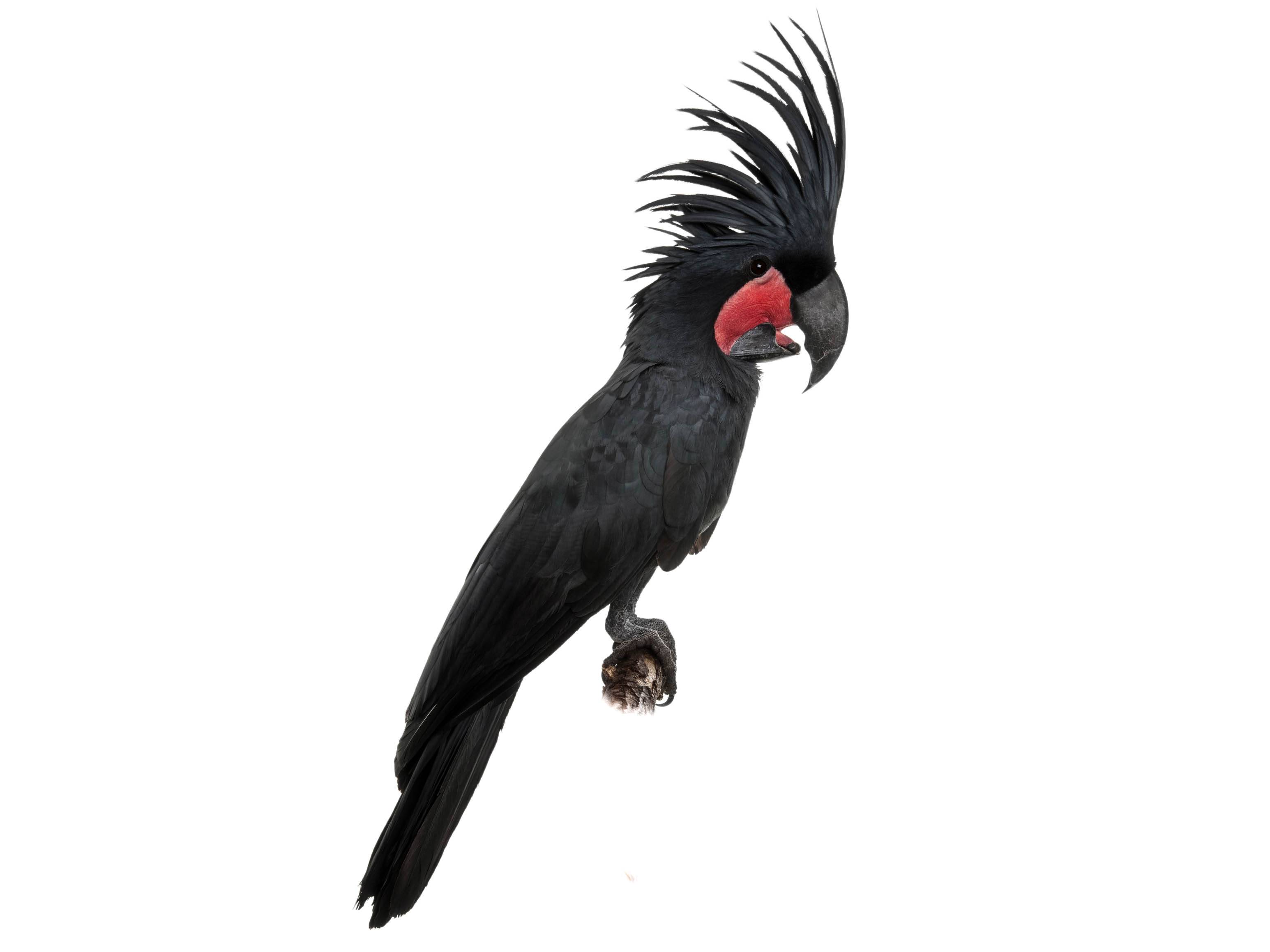 A photo of a Palm Cockatoo (Probosciger aterrimus)