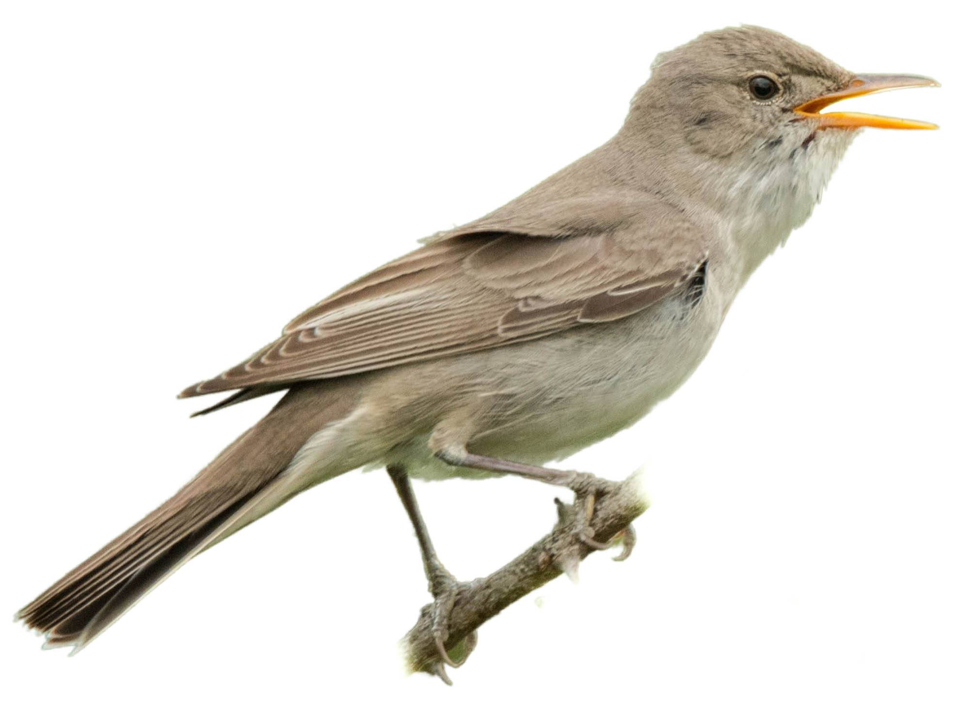 A photo of a Olive-tree Warbler (Hippolais olivetorum)