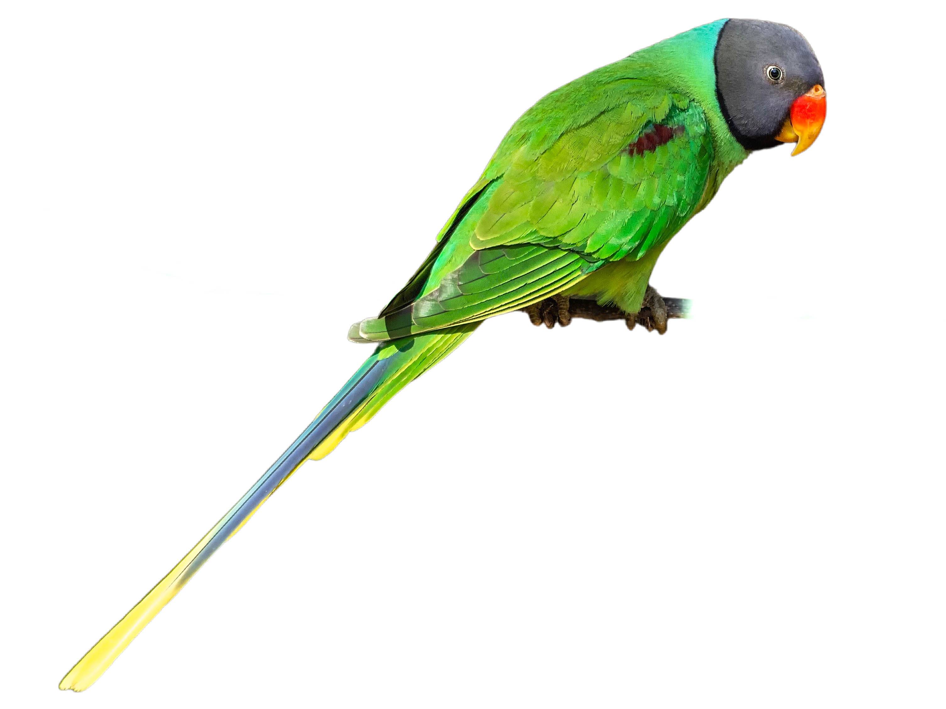 A photo of a Slaty-headed Parakeet (Psittacula himalayana), male