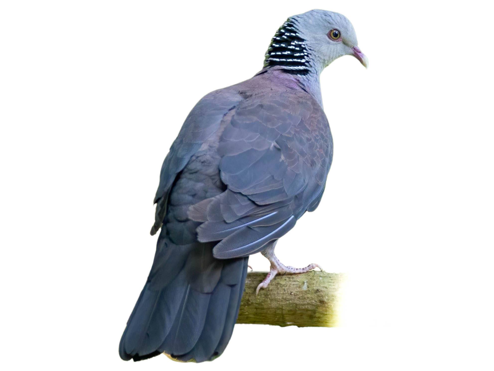 A photo of a Nilgiri Wood Pigeon (Columba elphinstonii)
