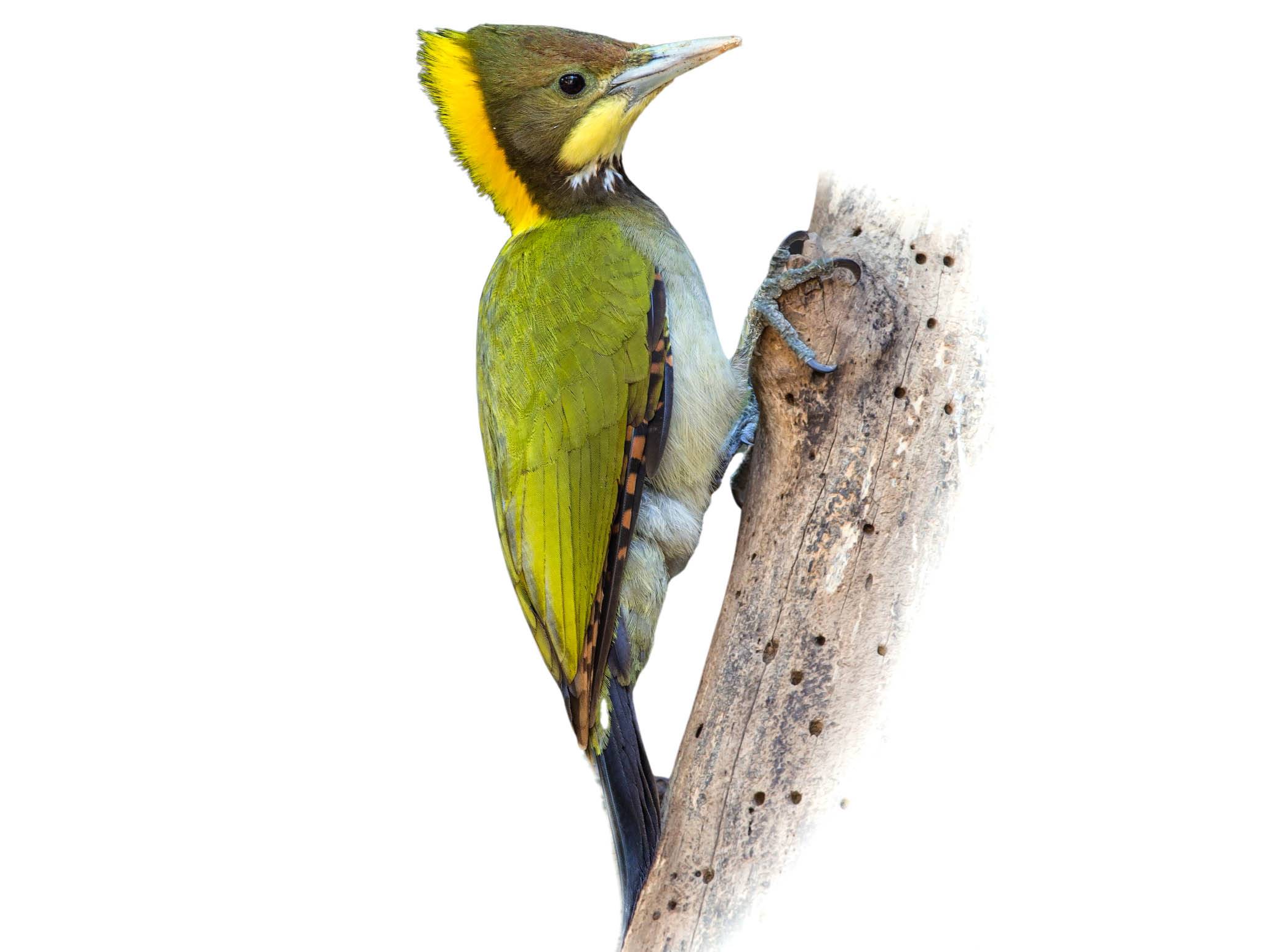 A photo of a Greater Yellownape (Chrysophlegma flavinucha), male