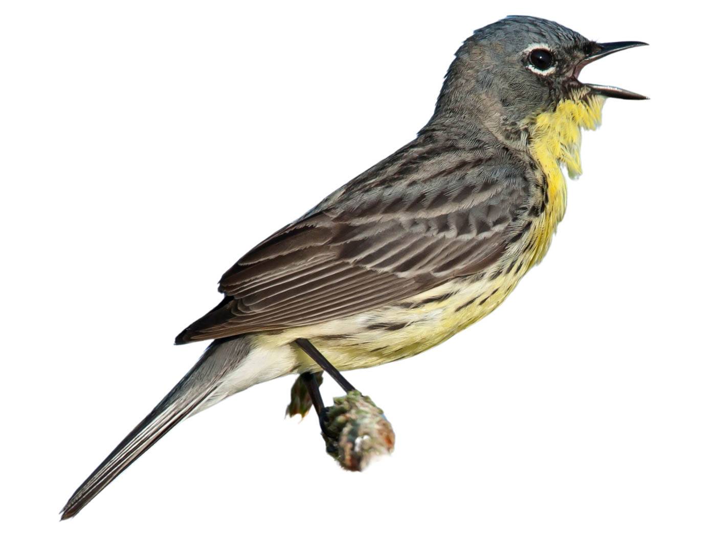 A photo of a Kirtland's Warbler (Setophaga kirtlandii), male