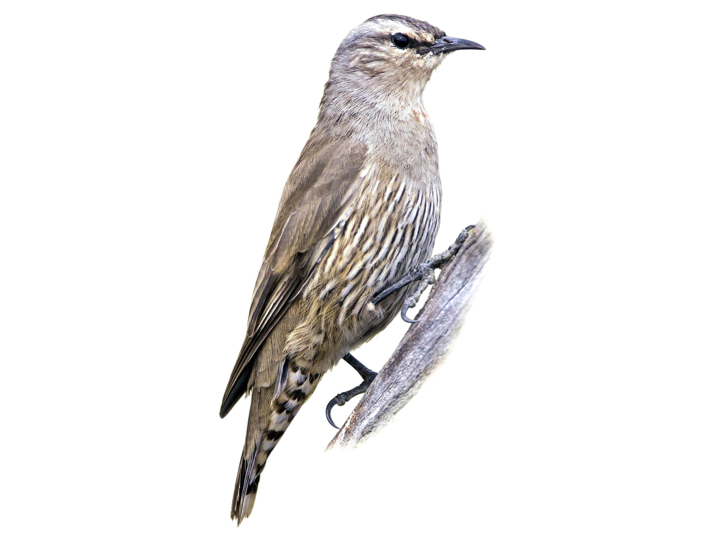 A photo of a Brown Treecreeper (Climacteris picumnus)