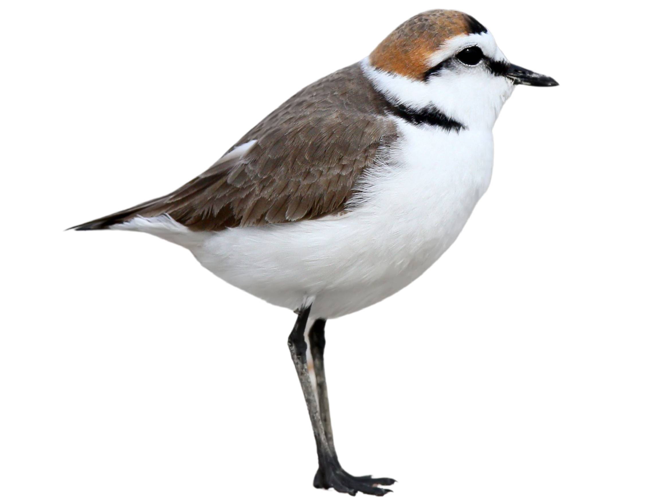 A photo of a Kentish Plover (Charadrius alexandrinus), male