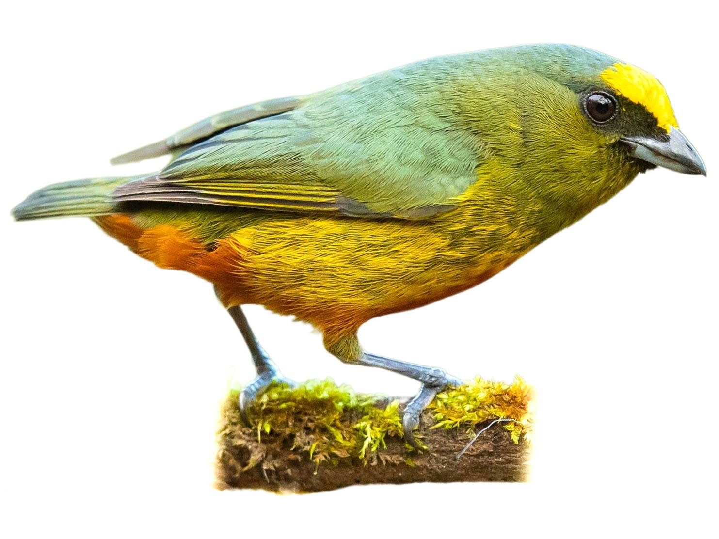 A photo of a Olive-backed Euphonia (Euphonia gouldi), male