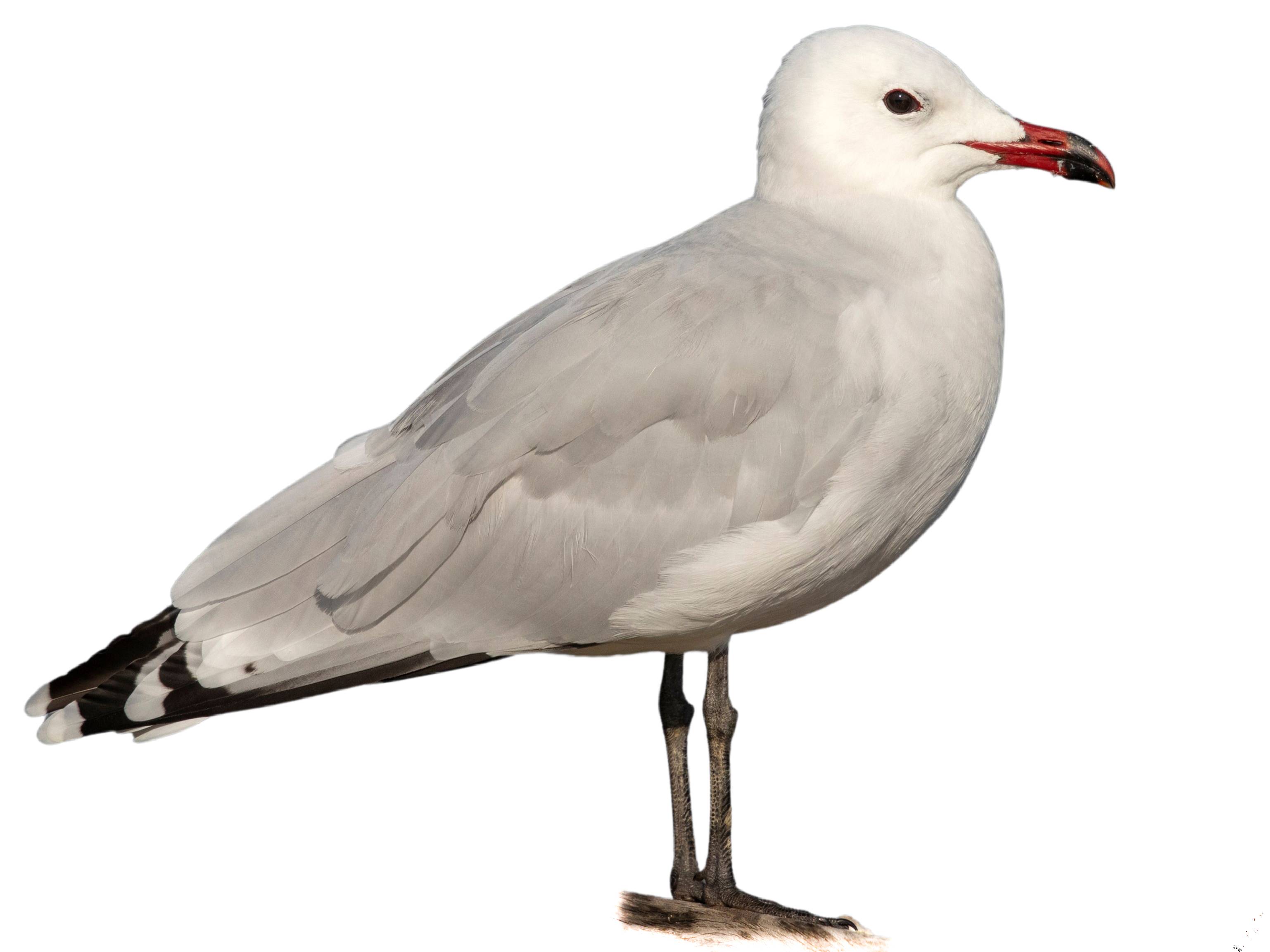 A photo of a Audouin's Gull (Ichthyaetus audouinii)