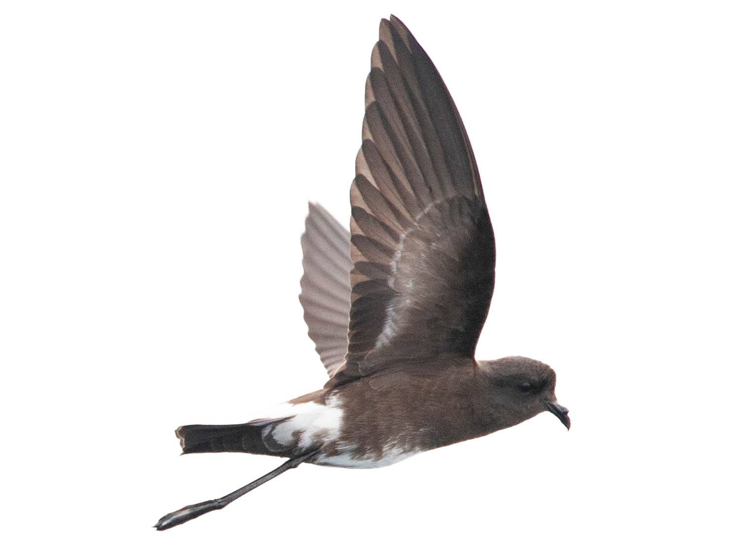 A photo of a Elliot's Storm Petrel (Oceanites gracilis)