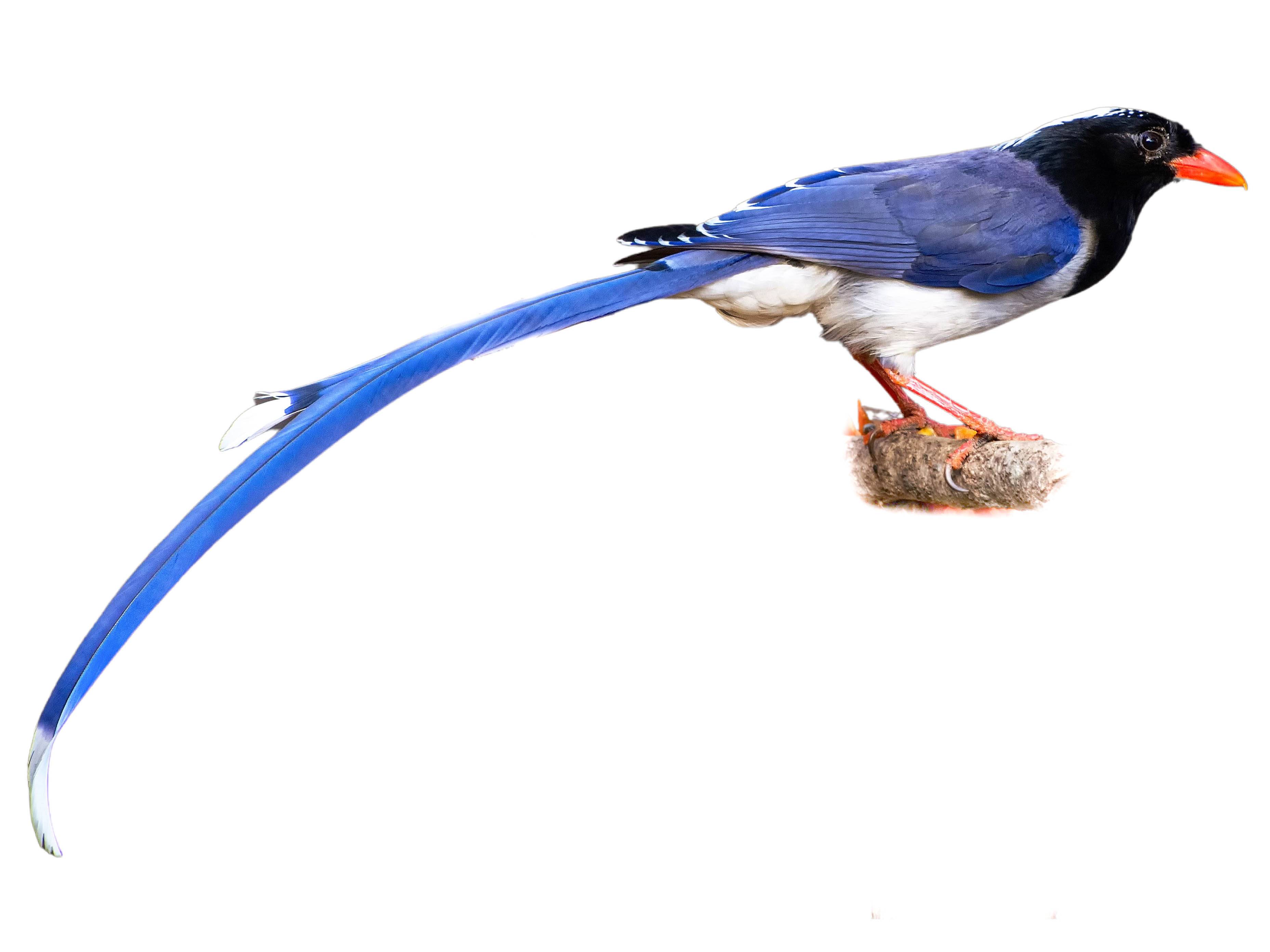 A photo of a Red-billed Blue Magpie (Urocissa erythroryncha)