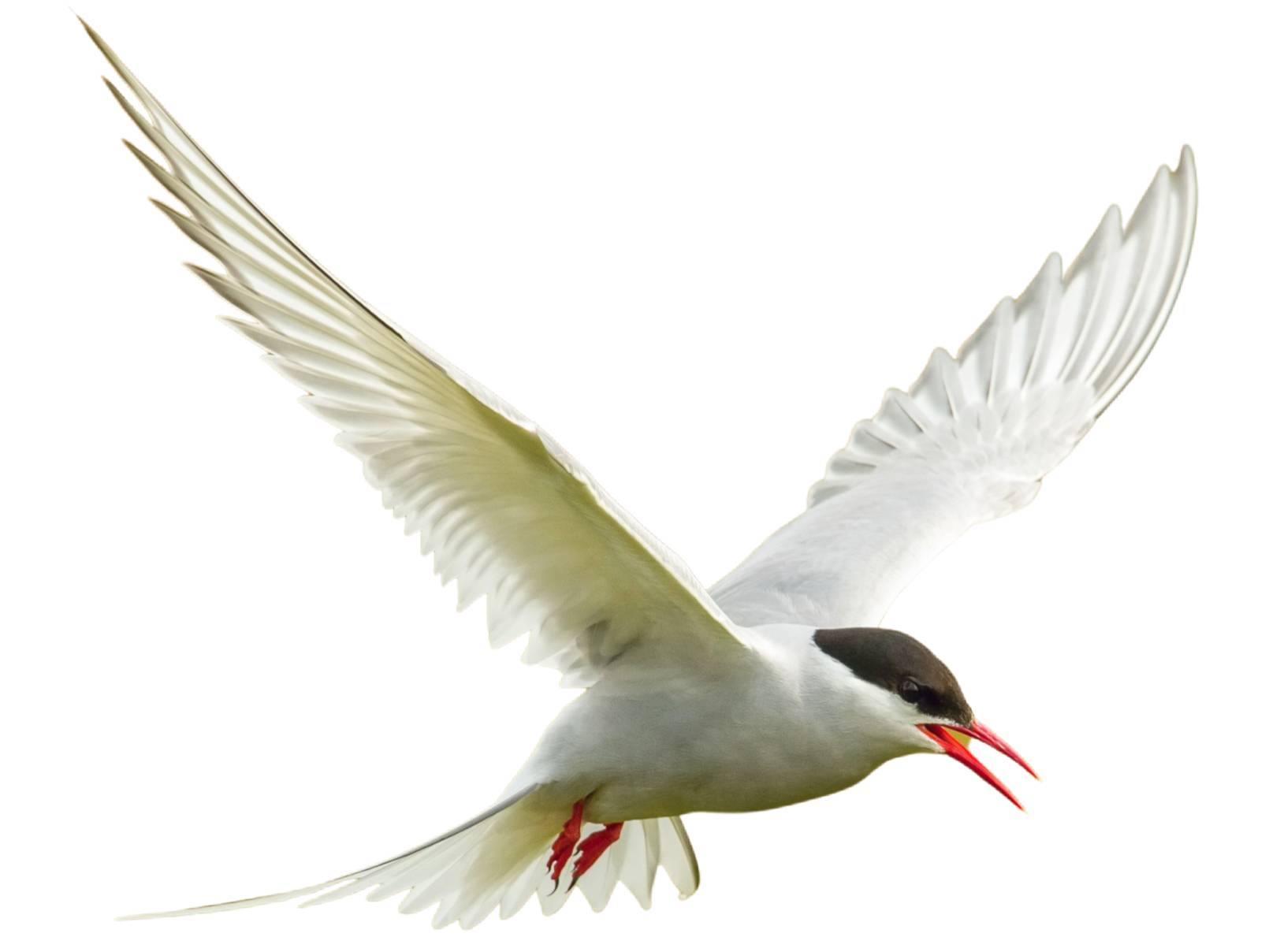 A photo of a Arctic Tern (Sterna paradisaea)