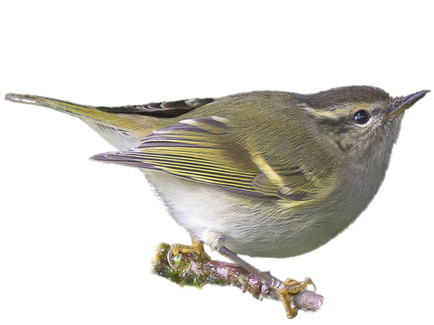 A photo of a Hume's Leaf Warbler (Phylloscopus humei)